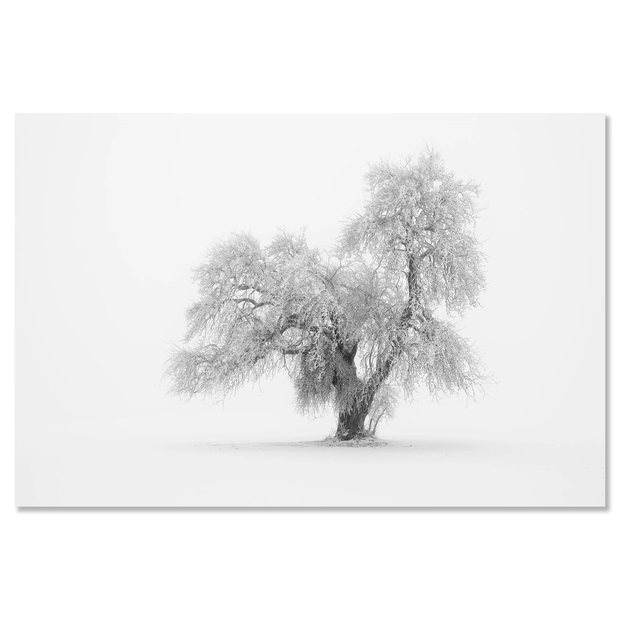 Minimalist Winter Tree Study 1 by Gerald Berghammer presented as a frameless black-and-white aluminium Dibond print.