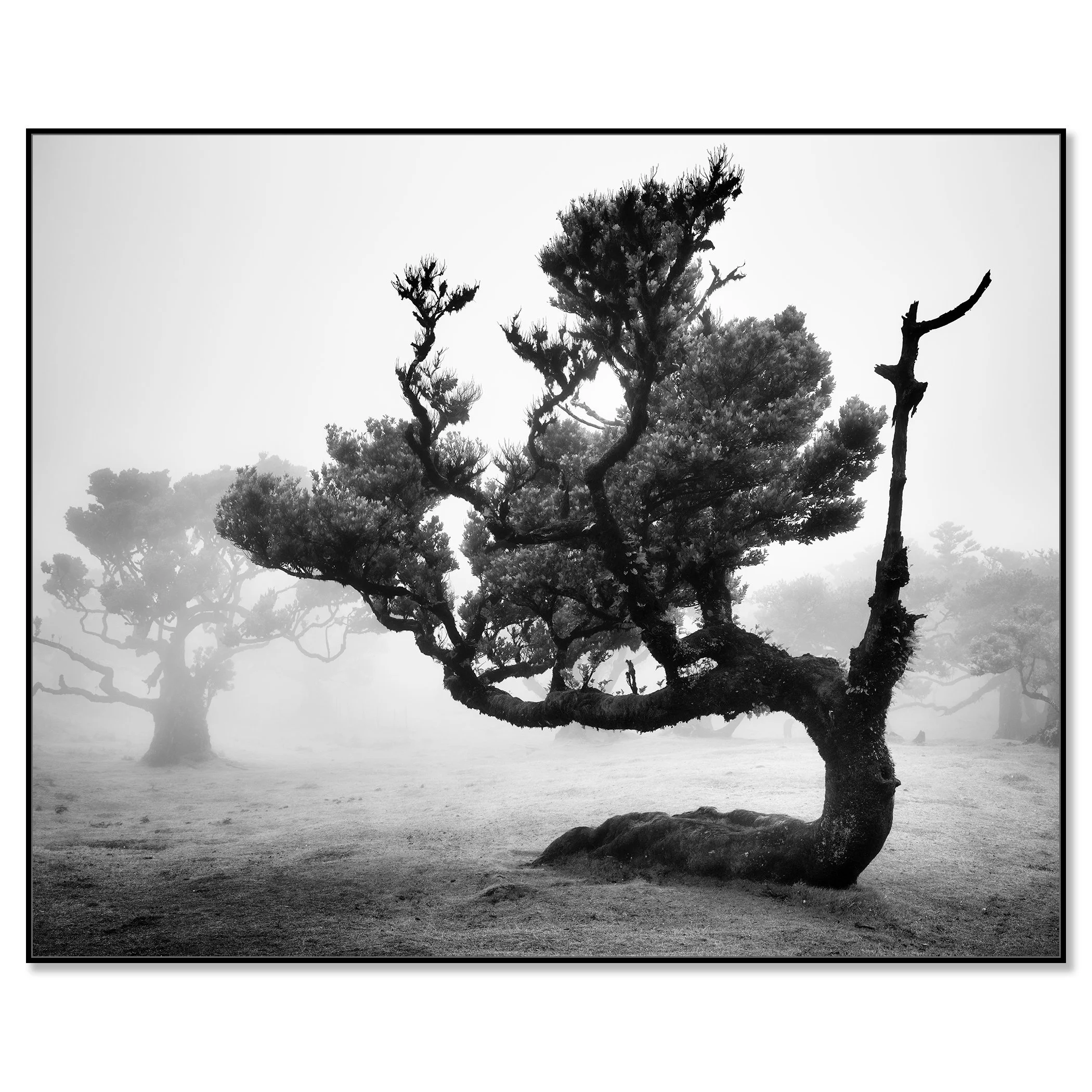 Ancient Laurisilva Forest Study 12 by Gerald Berghammer mounted on aluminium Dibond in a black ArtBox frame.