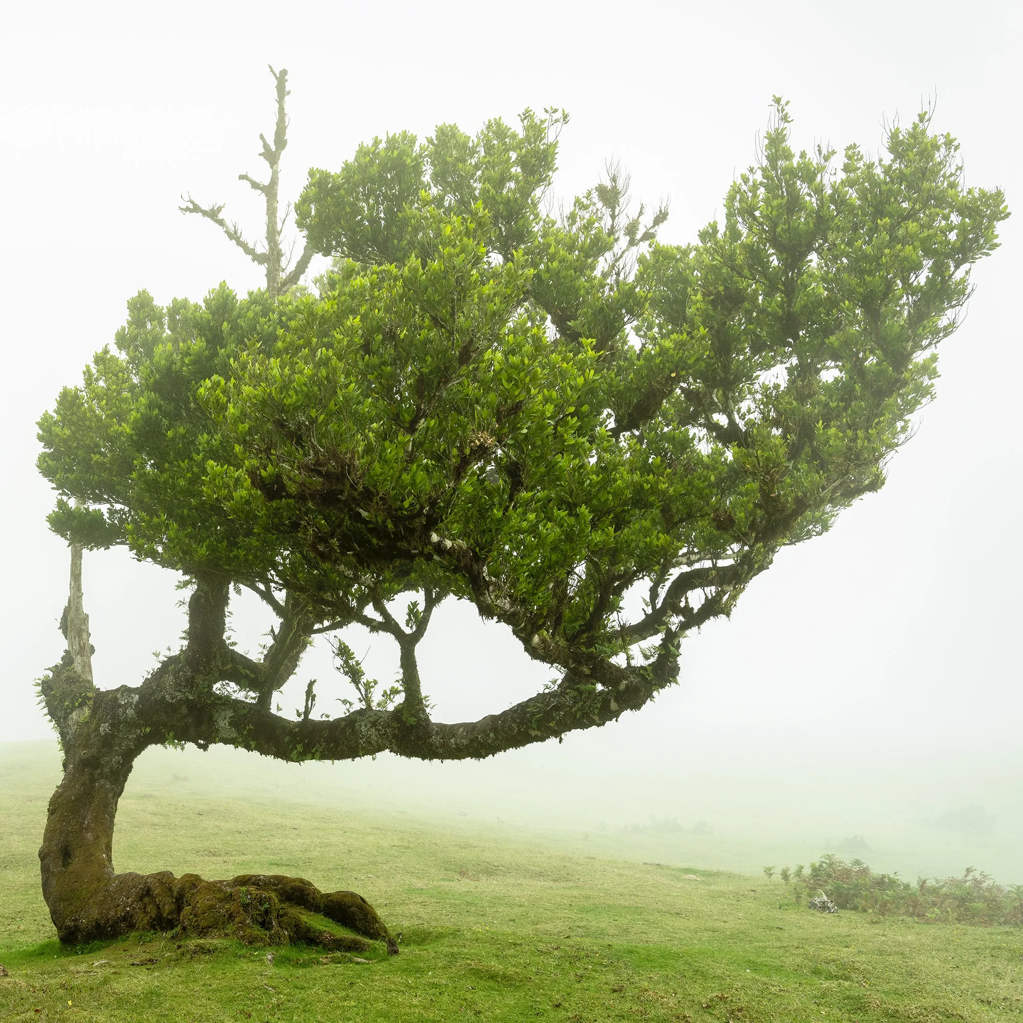 Foggy meadow in Madeira, Portugal with two trees; one with a curved trunk and dense green foliage, Detail 2