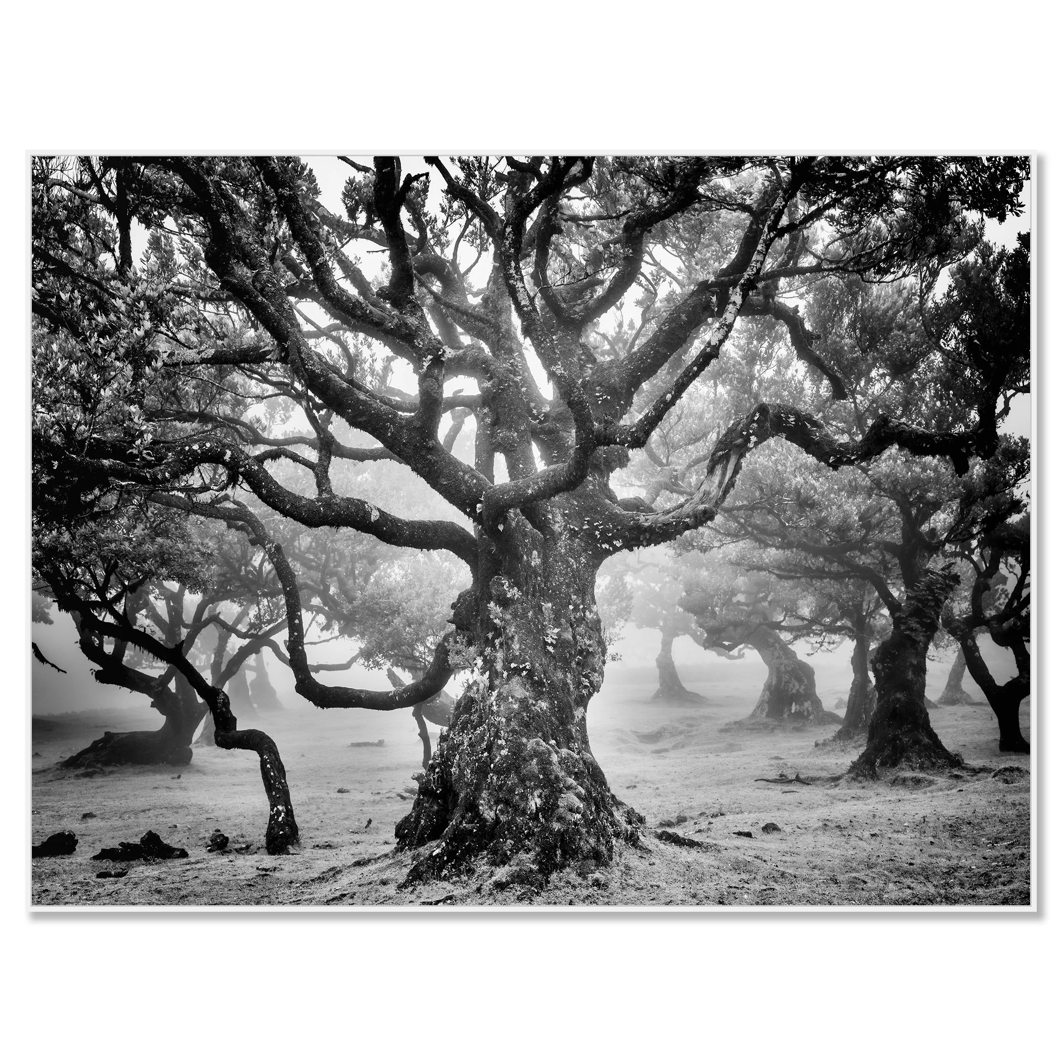 Ancient Laurisilva Forest Study 7 by Gerald Berghammer, black-and-white photograph of an ancient Madeira laurel tree presented in a white aluminium ArtBox frame.