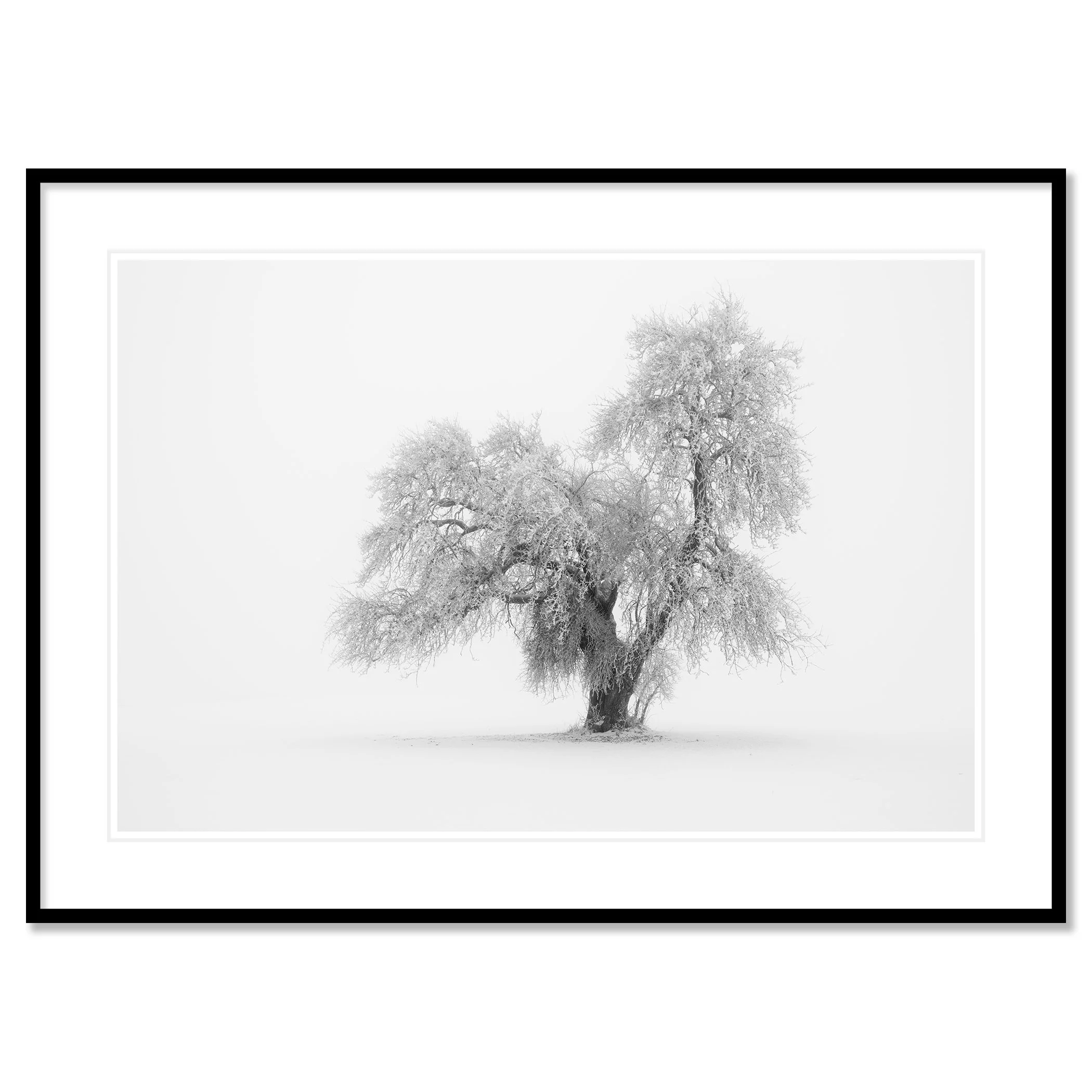Minimalist Winter Tree Study 1 – Austria, archival pigment print in a black aluminium frame with white mount and anti-reflective glass.