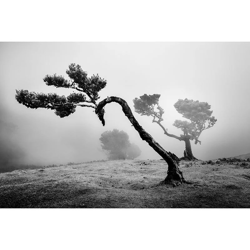 Ancient Laurisilva Forest Study 2 – Portugal | Gerald Berghammer