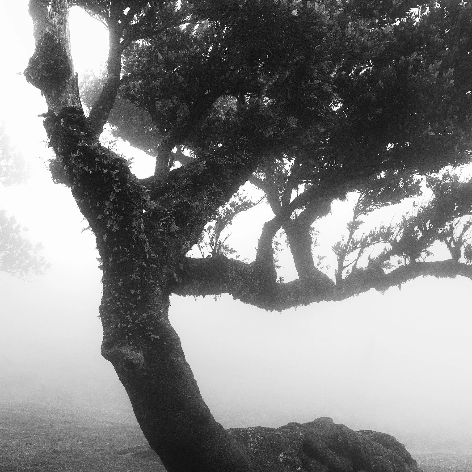 Close-up of the weathered trunk and twisting branches of a laurel tree in Madeira, black-and-white photograph by Gerald Berghammer.