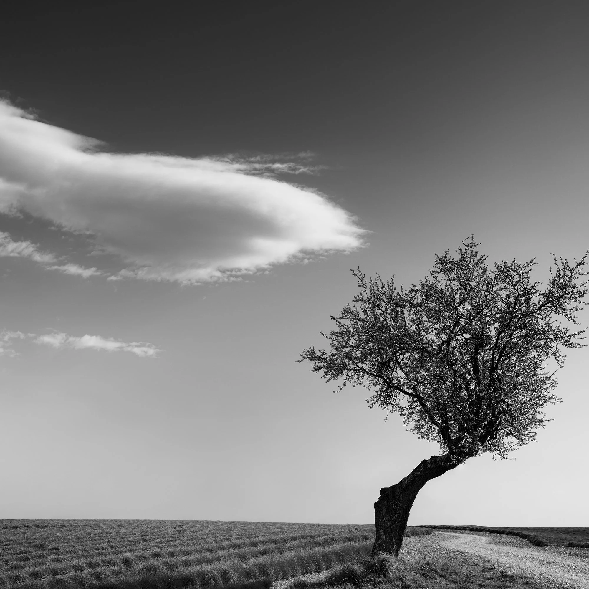 Detail of Lavender Field with Lonely Tree Study 1 by Gerald Berghammer, showing a large cloud, solitary tree and lavender rows in France.