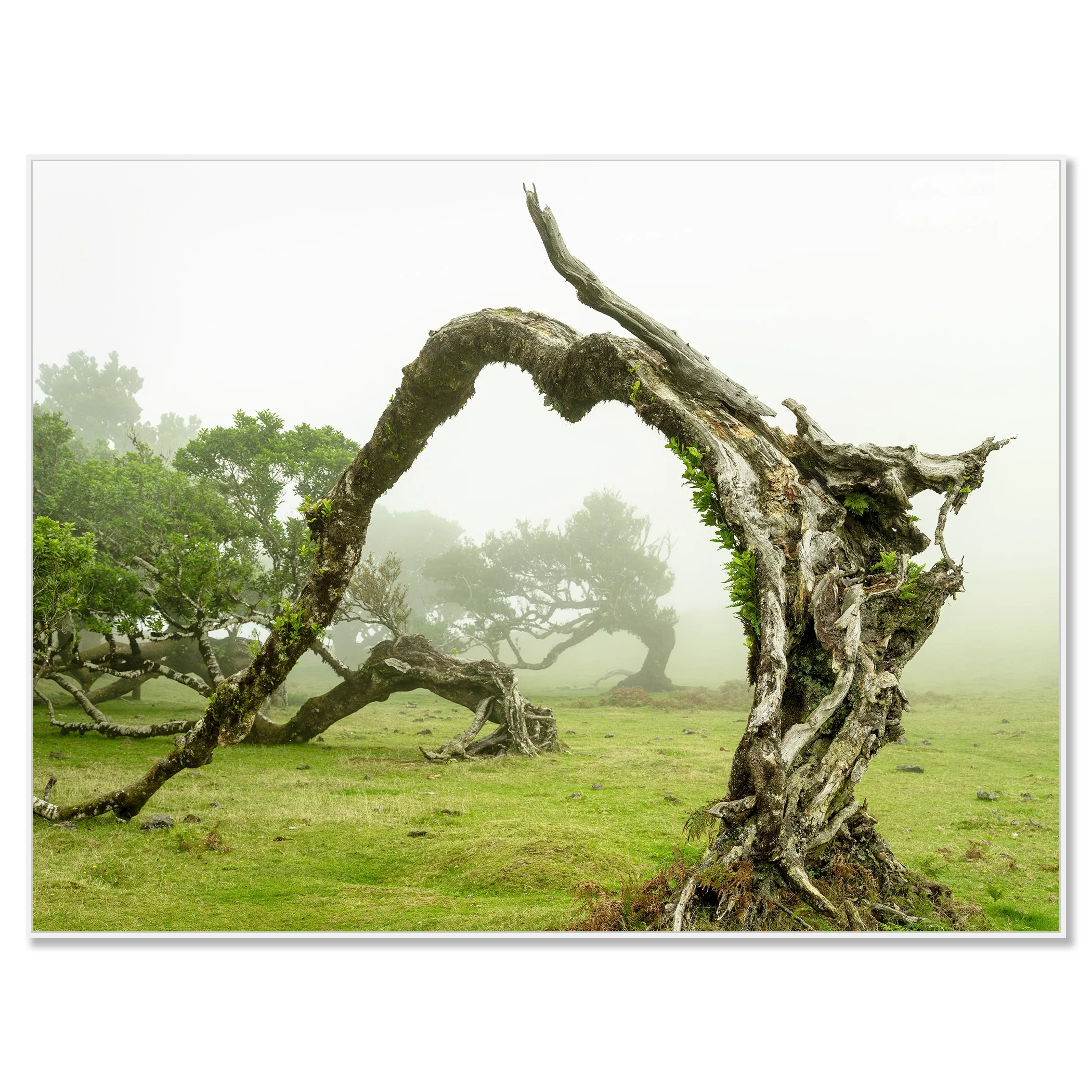 Sculptural twisted tree creating a natural arch in a foggy grassy landscape – framed ArtBox white