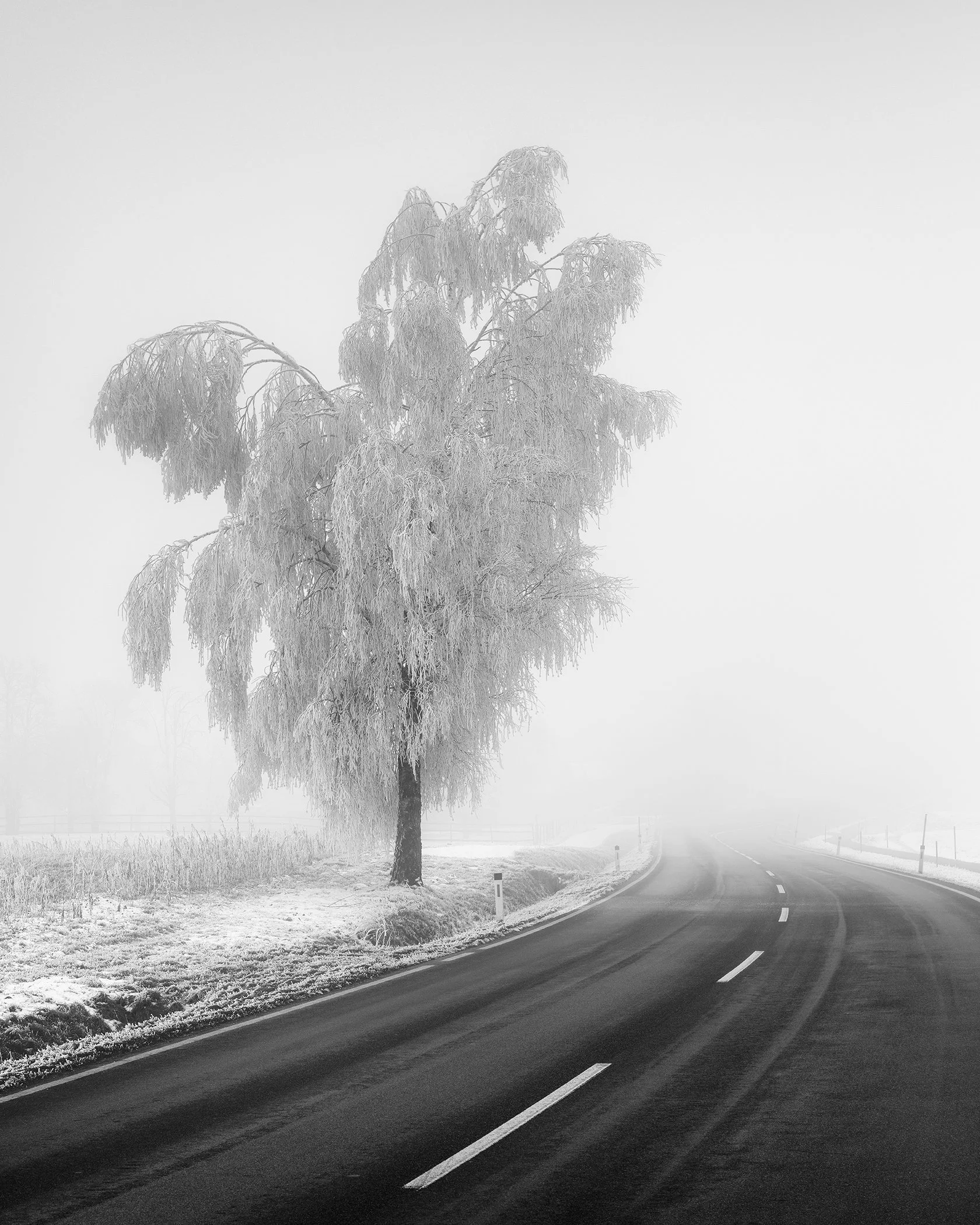 Frozen Birch Tree Study 2 by Gerald Berghammer, black-and-white photograph of a frost-covered birch beside a country road disappearing into winter fog in Austria.