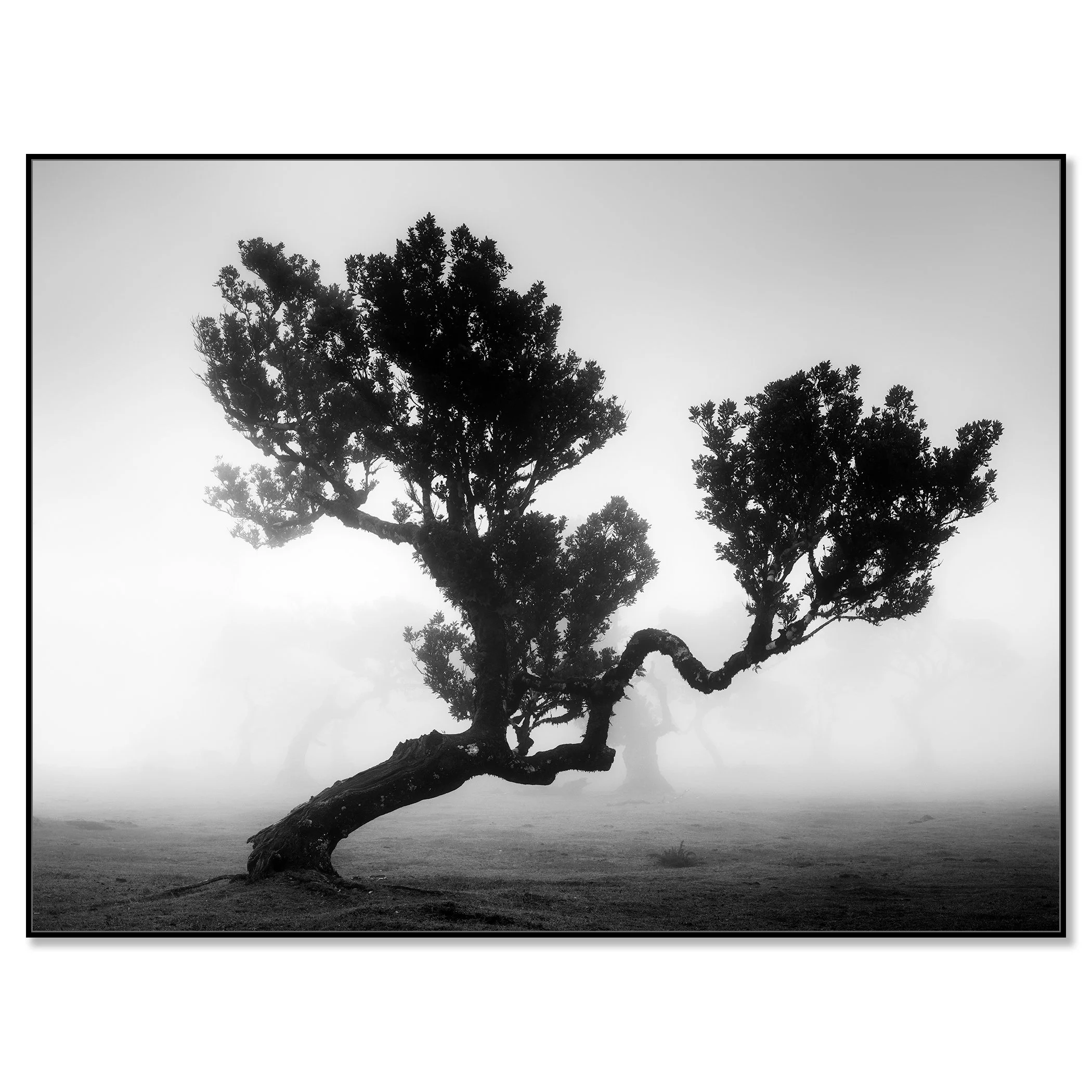 Ancient Laurisilva Forest, Study 3 by Gerald Berghammer, black-and-white fine art photograph mounted on Dibond in a black aluminium ArtBox.
