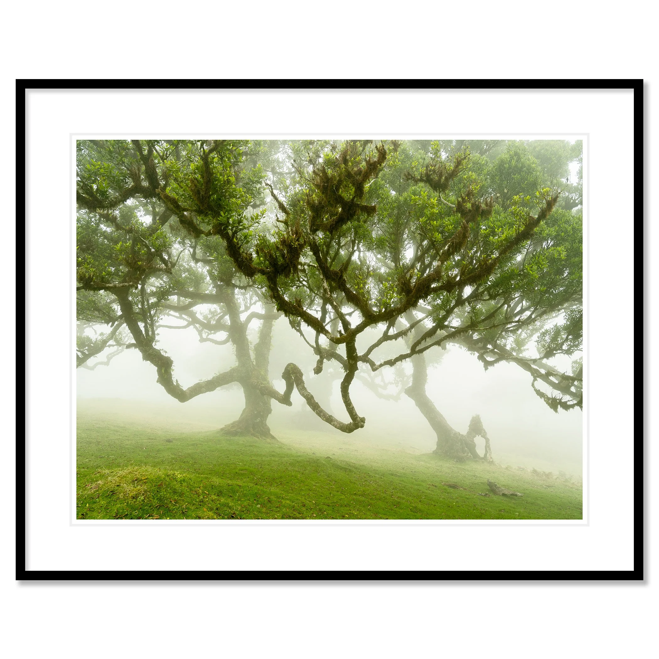 © 2021 Gerald Berghammer - Misty forest with large, moss-covered trees and lush green grass. Classic framed black