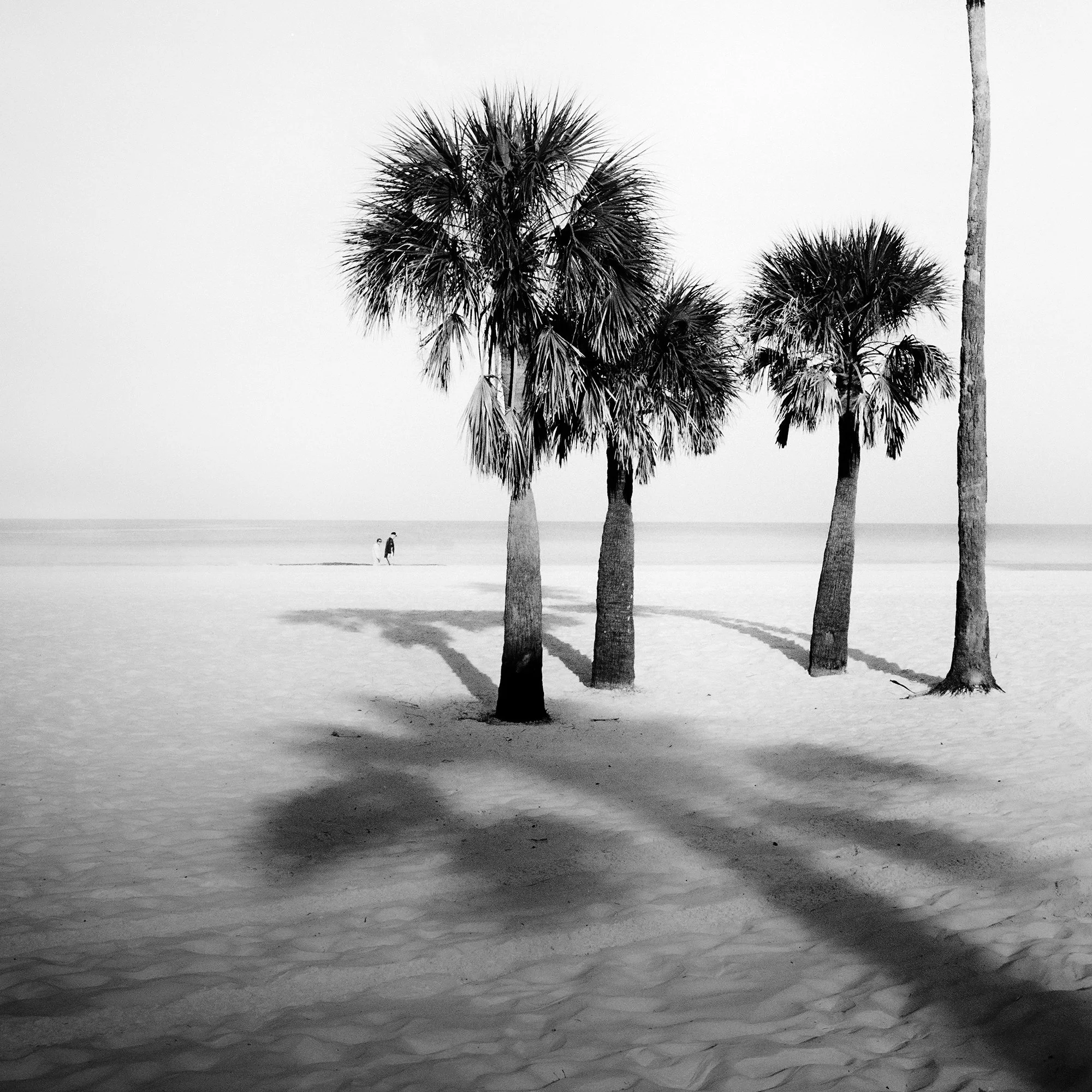 Detail of Palm Beach Study 5 showing four palm trees, long shadows and distant figures by Gerald Berghammer.