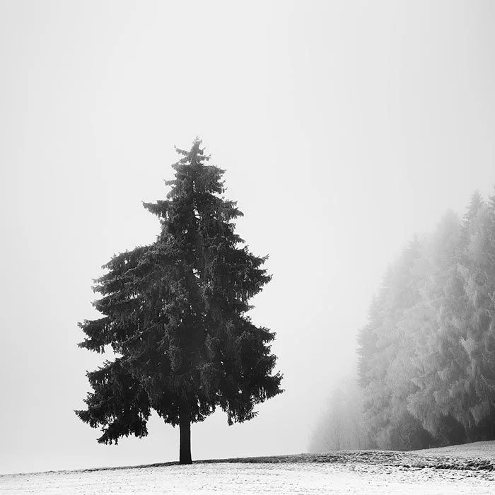 Christmas Tree Study 1 – Austria | Gerald Berghammer
