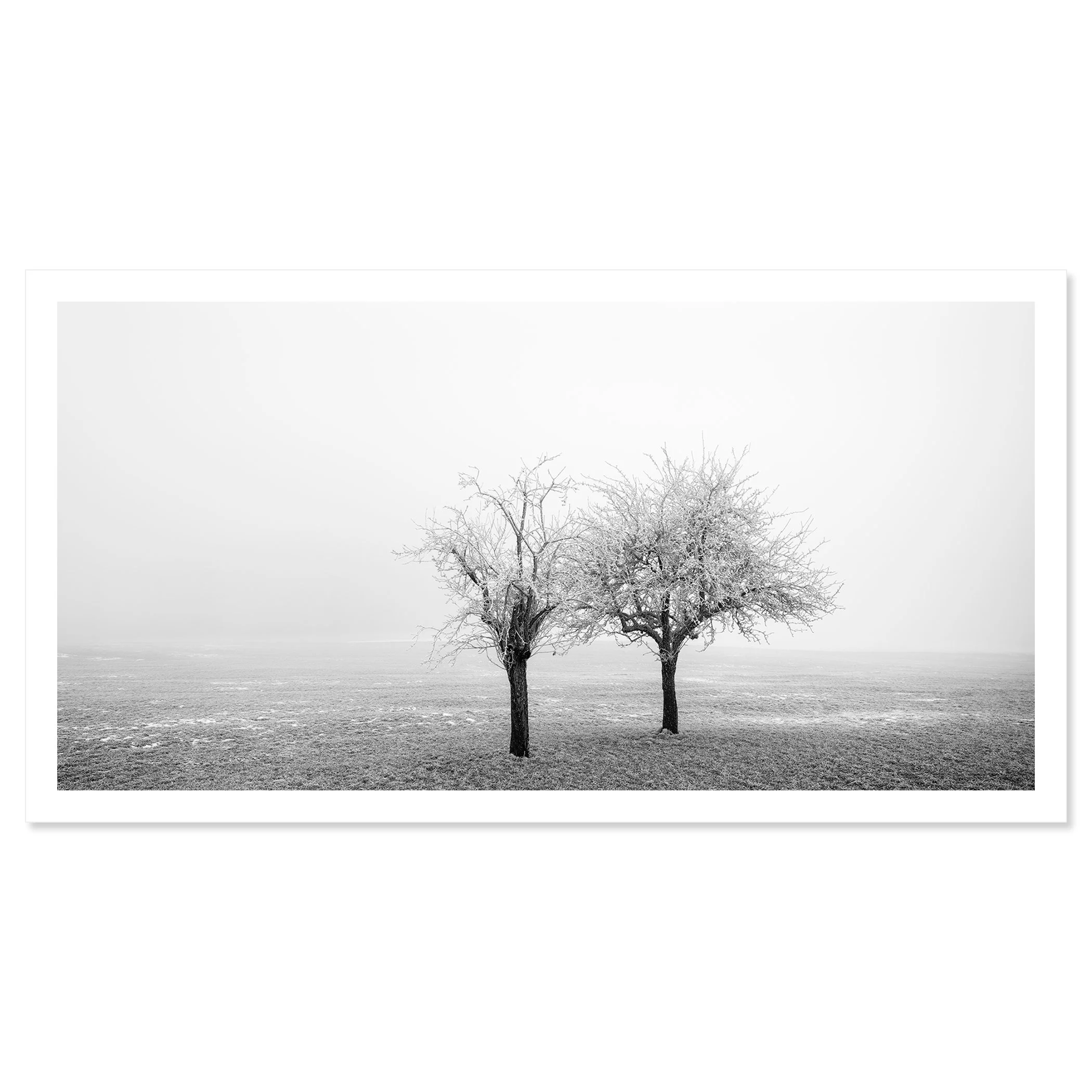 Frozen Trees in a Field Panorama Study 1 as a black-and-white fine art photographic print by Gerald Berghammer.