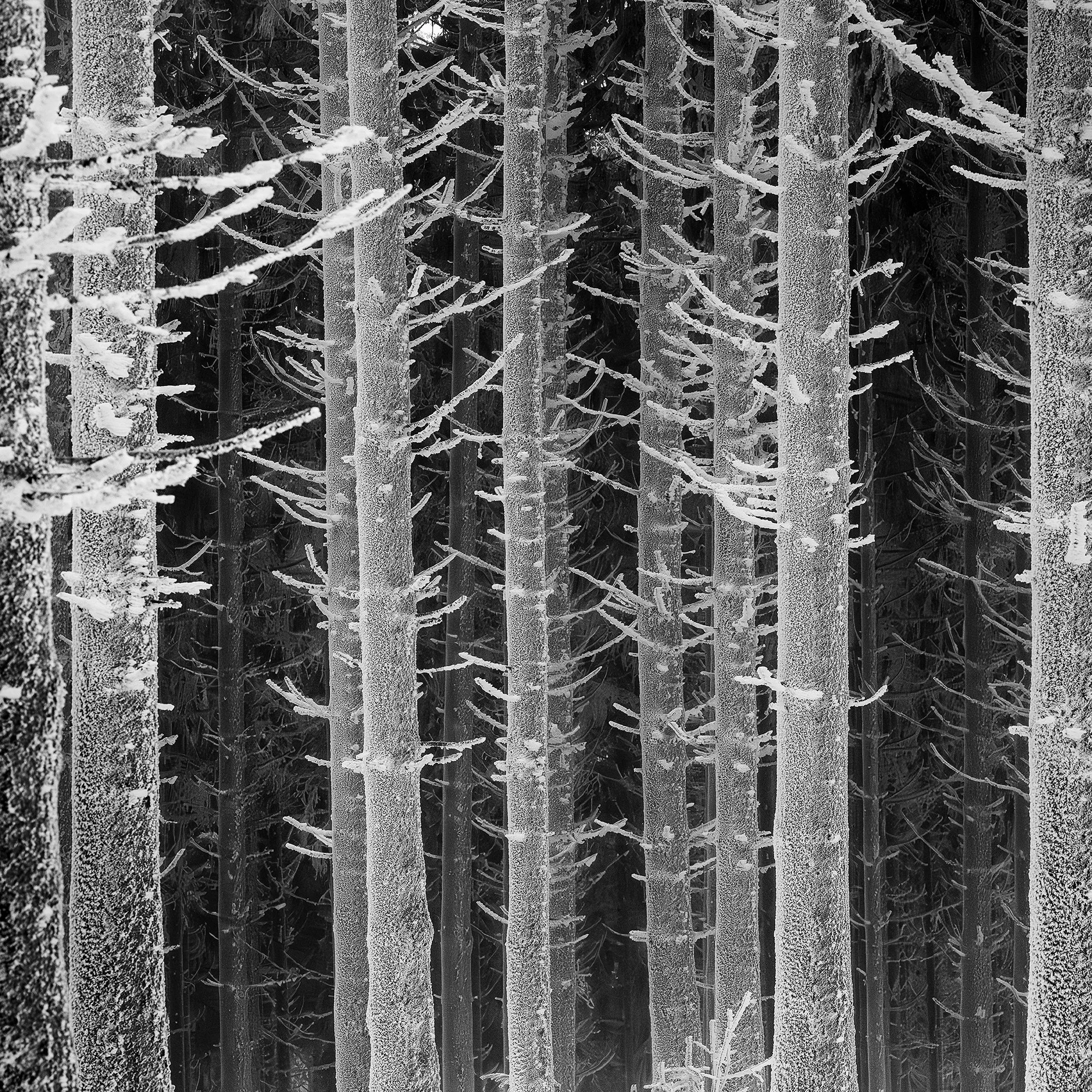 Close-up showing fine hoarfrost textures along a winter forest path in Austria, photographed by Gerald Berghammer.