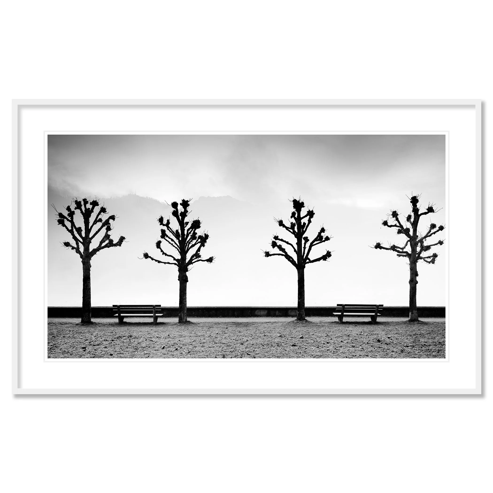 Esplanade with Chestnut Trees by Gerald Berghammer, archival pigment print in a white aluminium frame with white mount.