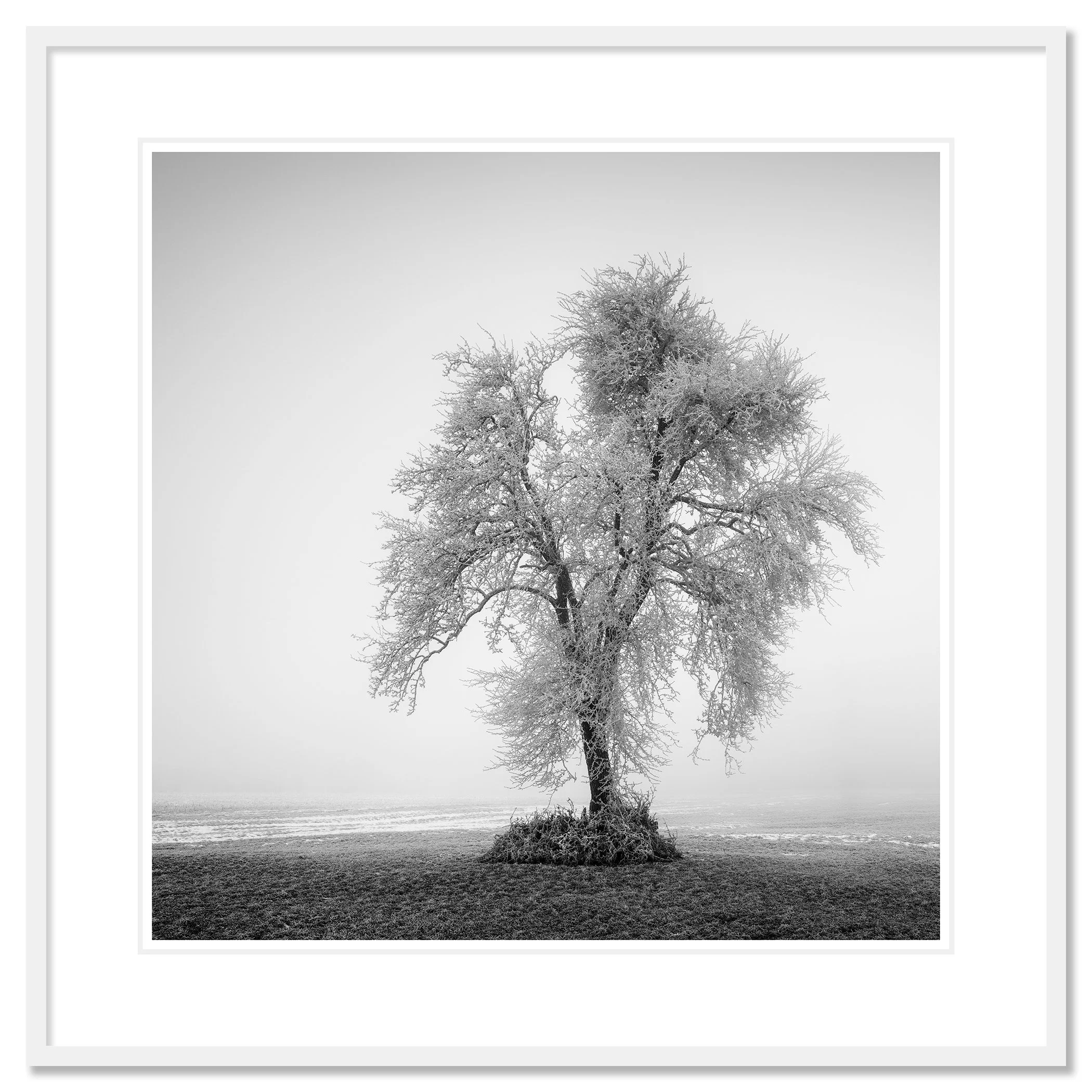 Hoarfrosted Lonely Tree, Study 1 as an archival pigment print in a white aluminium frame with a white mount by Gerald Berghammer.
