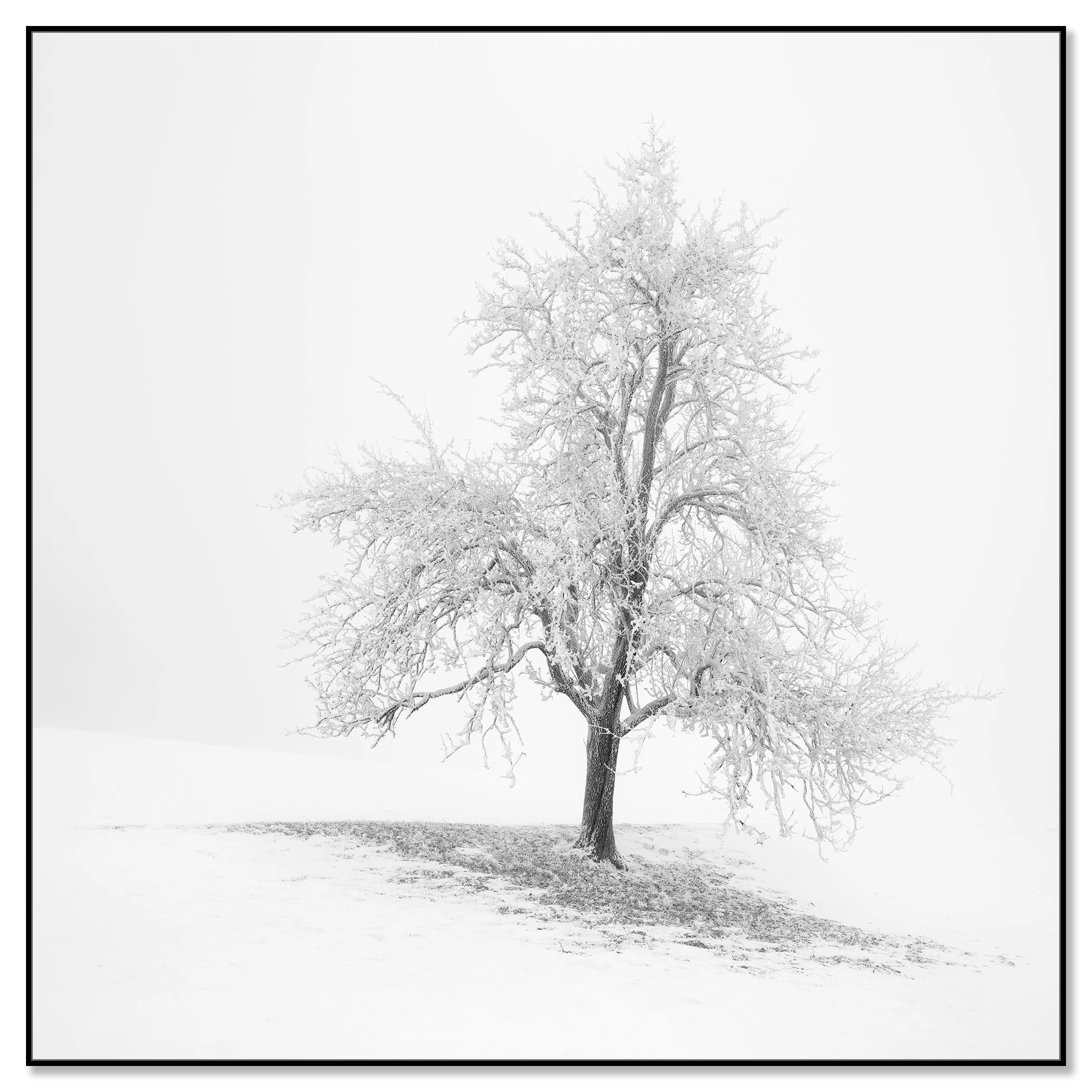 Frosted Winter Tree – Austria mounted on aluminium Dibond in a black ArtBox frame by Gerald Berghammer.