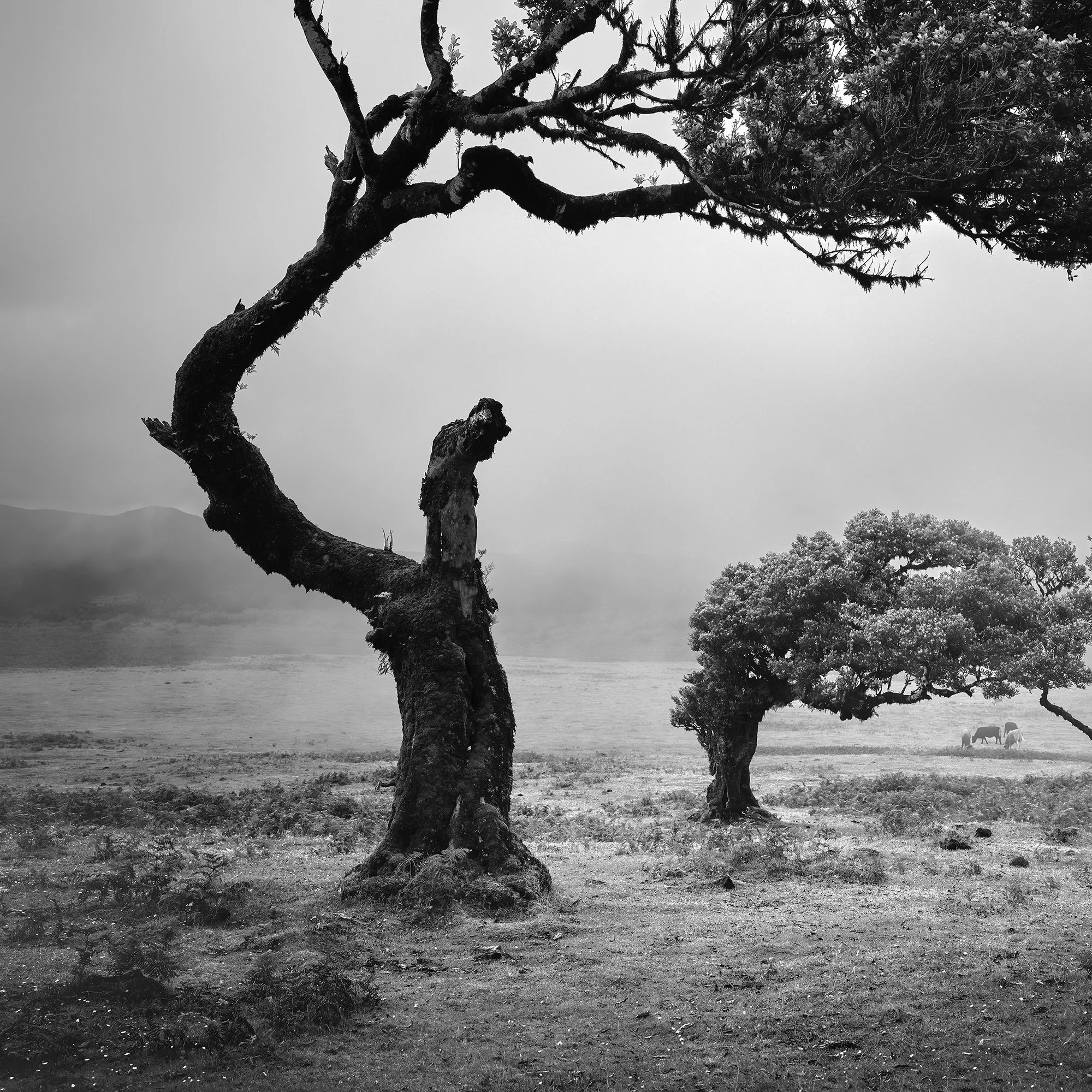 Ancient Laurisilva Forest Study 5 by Gerald Berghammer, close-up of a twisted laurel tree trunk, overhanging branches and misty pasture in Madeira.