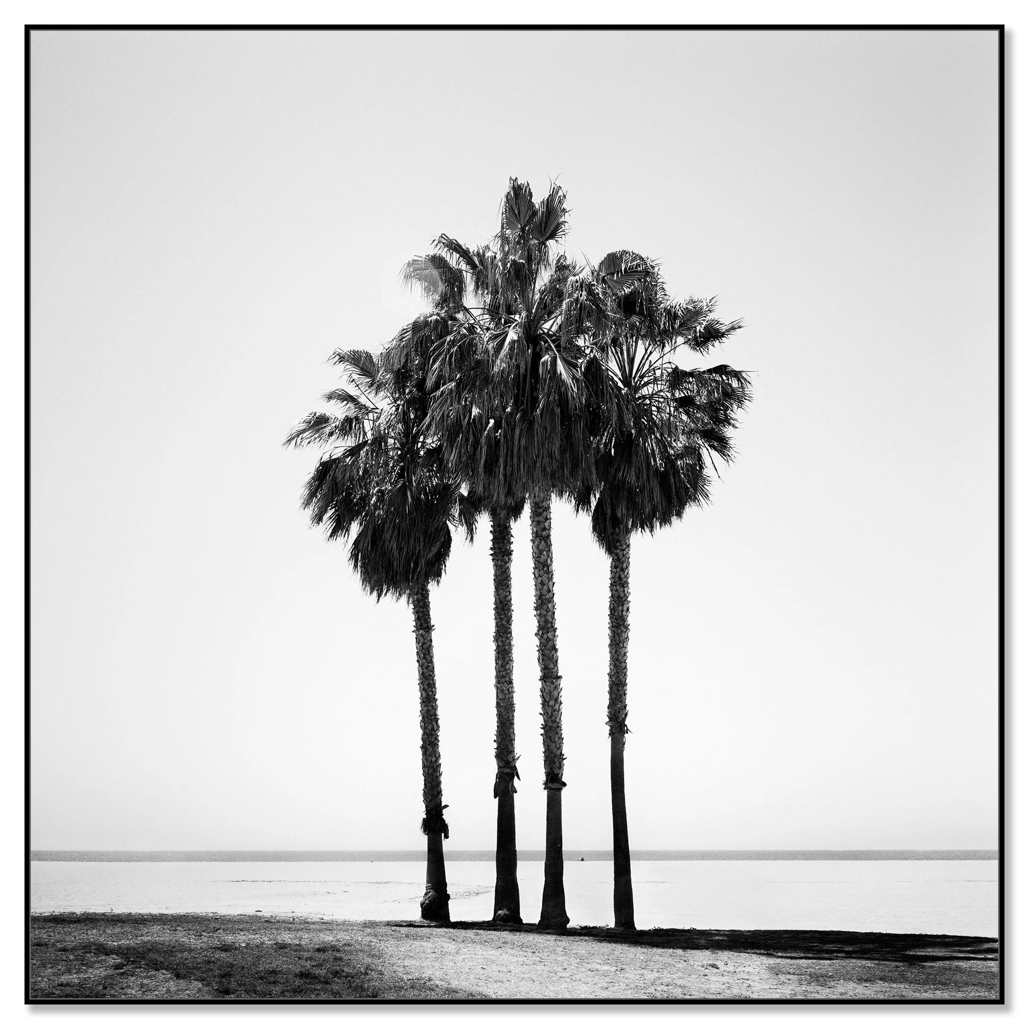Four Palm Trees – California, USA in a black aluminium ArtBox frame