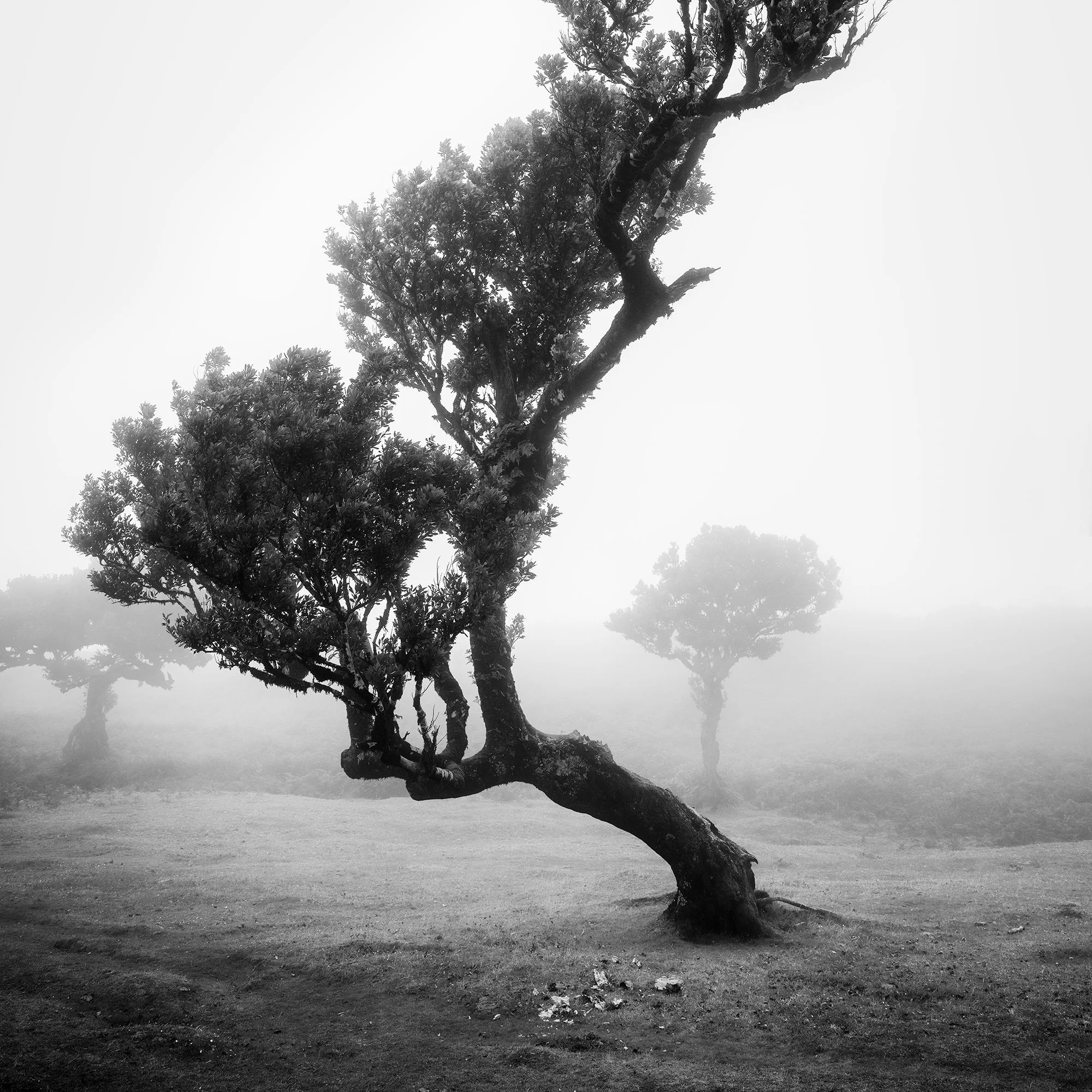 Detailed view of a bent ancient laurel tree and distant trees fading into mist in Fanal Forest, Madeira, by Gerald Berghammer.