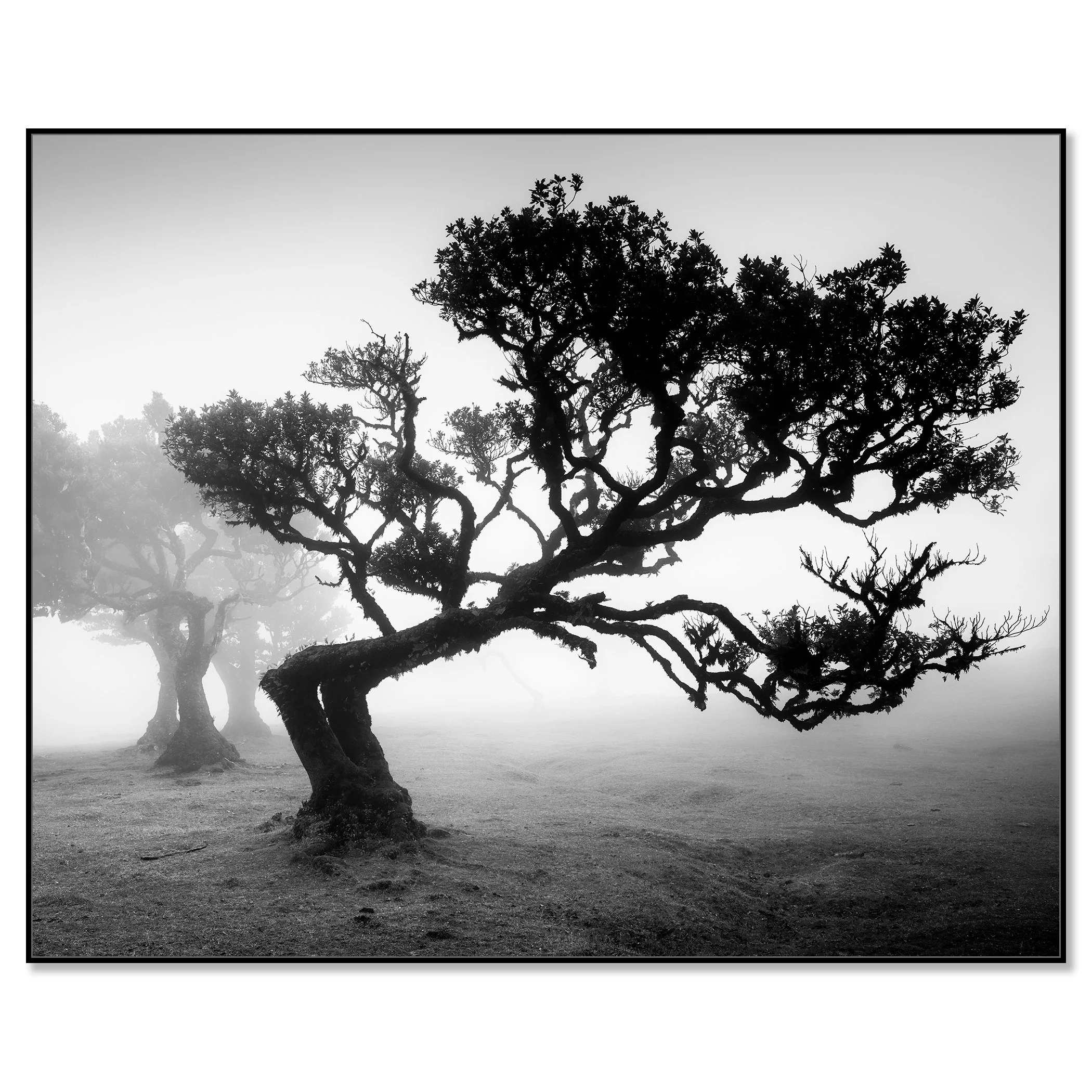 Ancient Laurisilva Forest Study 1 mounted on aluminium Dibond in a black ArtBox frame by Gerald Berghammer.