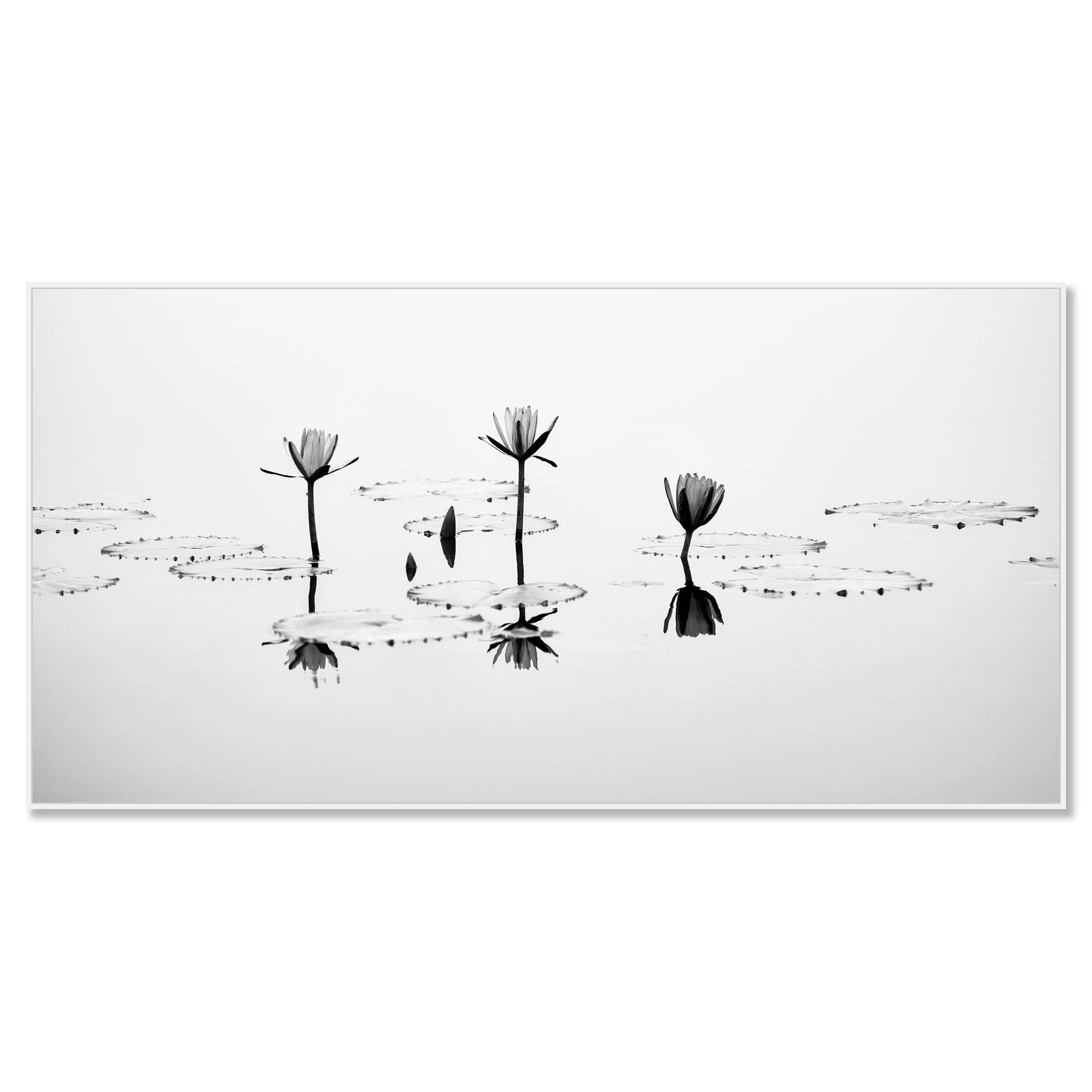 Fine art black and white image of lotus flowers on a tranquil lake surface – framed ArtBox white