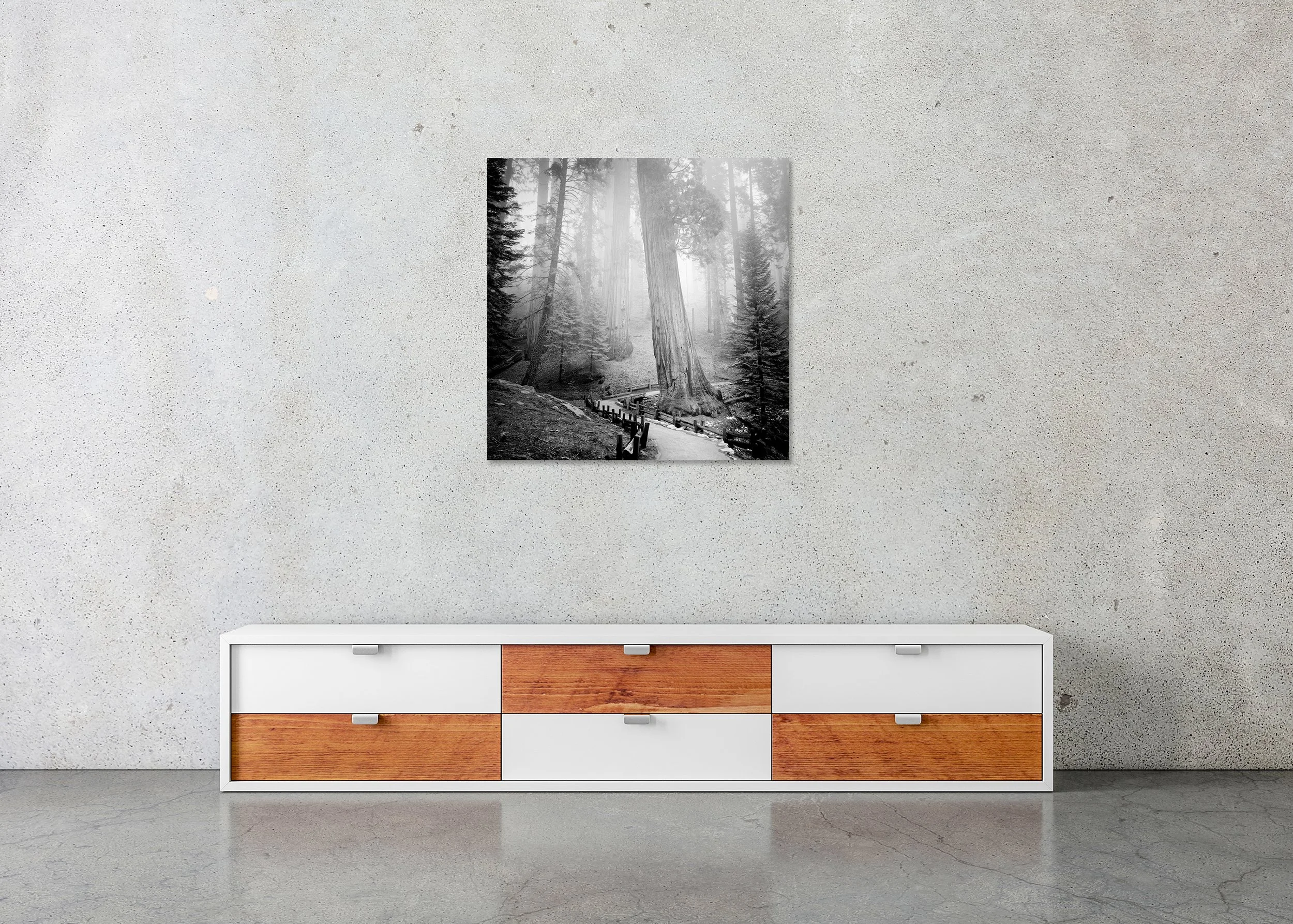 Frameless Dibond-mounted version of Redwood Study 1 shown as a contemporary wall print.