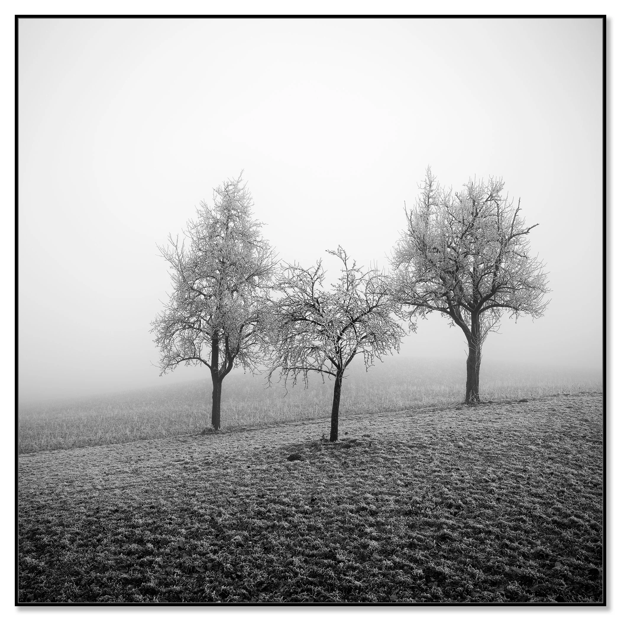 Three leafless fruit trees coated in snow in a foggy winter field in Austria – framed ArtBox black