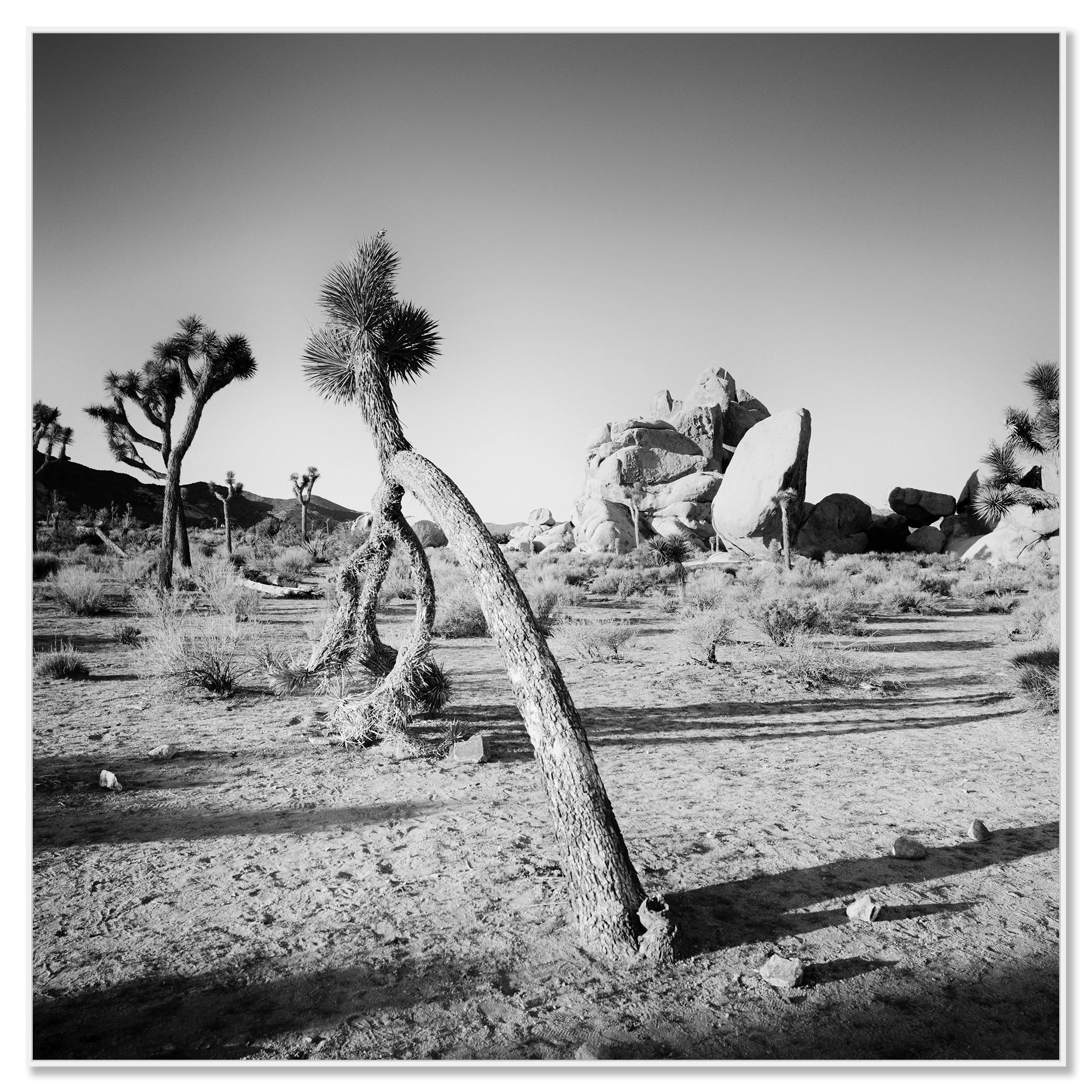 Gerald Berghammer - Black and white landscape photography. A desert scene with Joshua trees and large rock formations in California, USA. Chromaluxe framed white