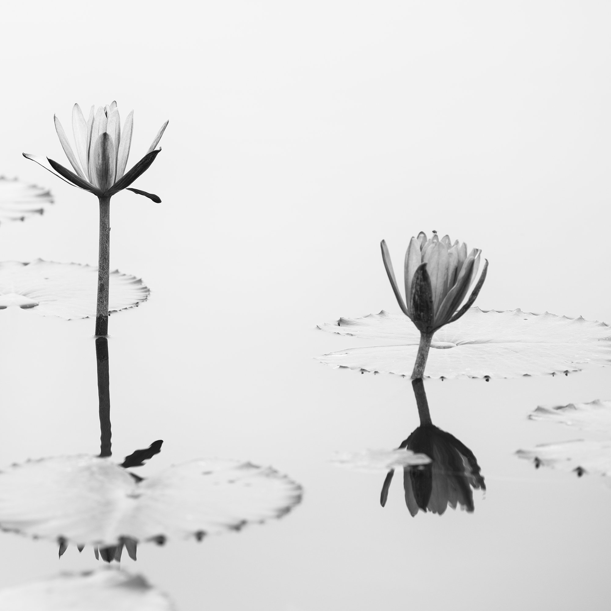 Lotus Flower, Panorama Study 2 – detail showing two lotus flowers and their reflections among lotus leaves in Vietnam by Gerald Berghammer.