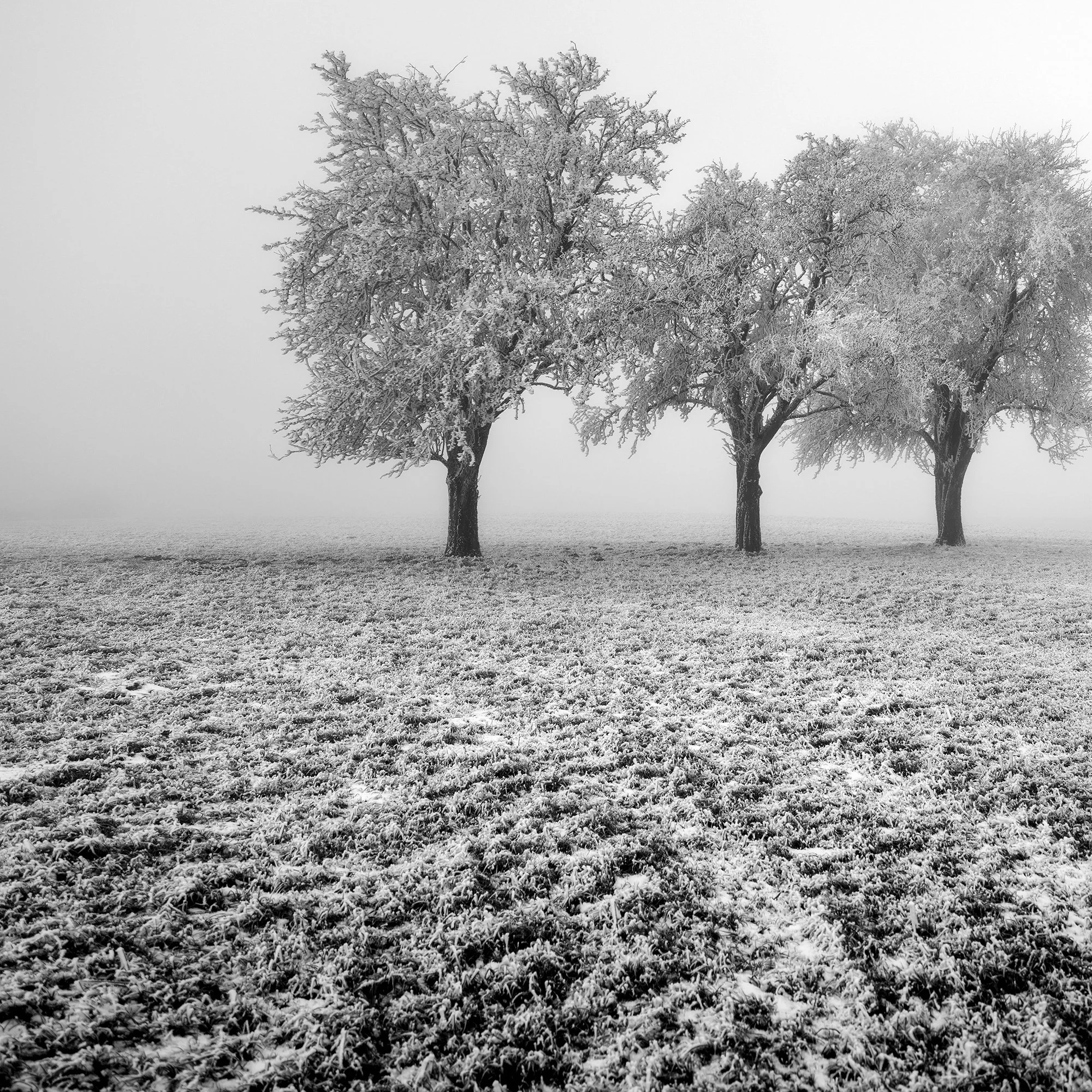 First close-up detail of the hoarfrost-covered branches in Frozen Apple Trees Study 1 by Gerald Berghammer.
