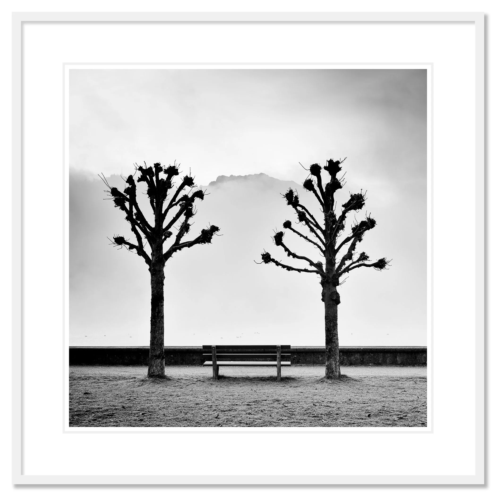 Chestnut Trees Along the Promenade by Gerald Berghammer, black-and-white fine art print in a white aluminium frame with white mount.