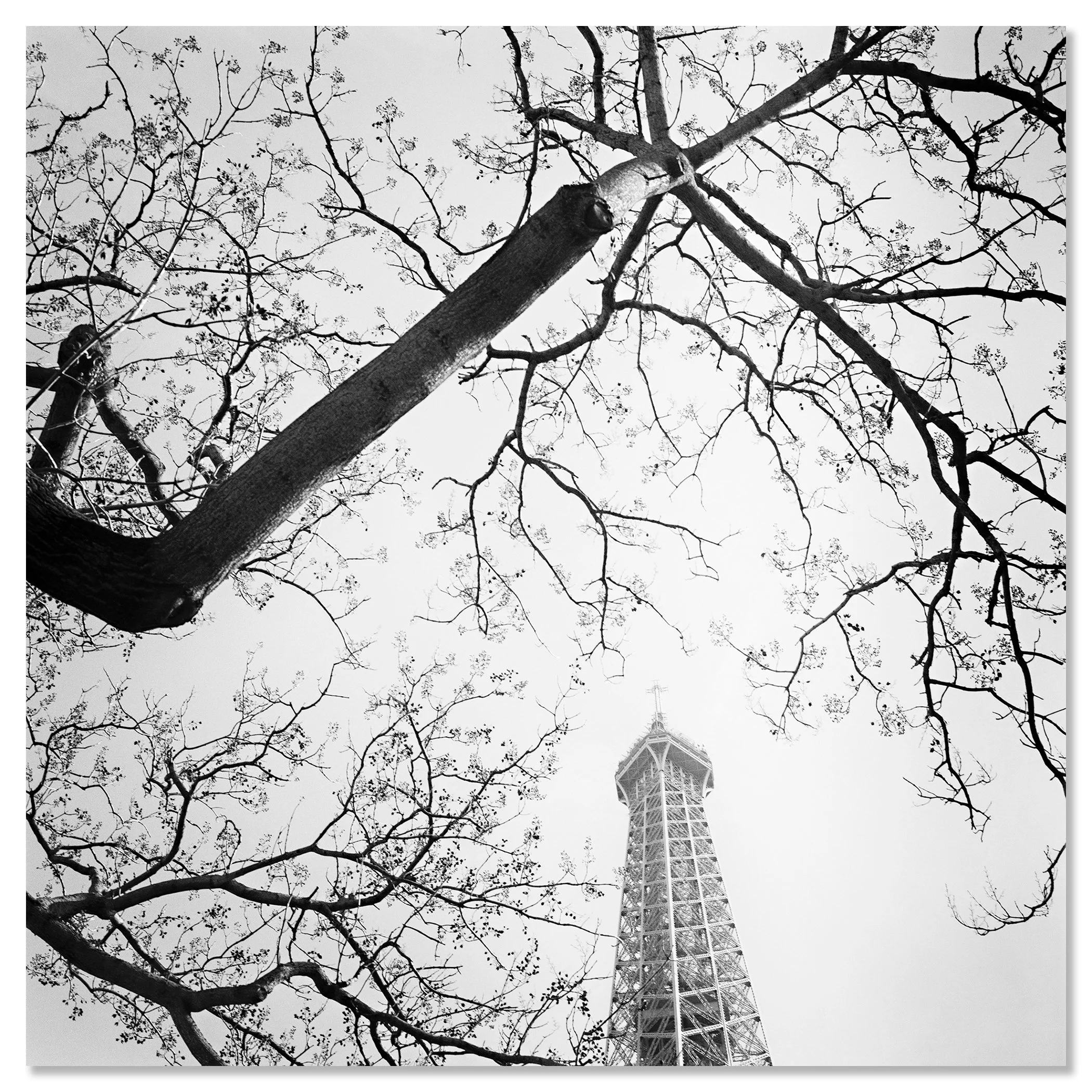 Tree and the Eiffel Tower – black-and-white fine art photograph on frameless Dibond by Gerald Berghammer
