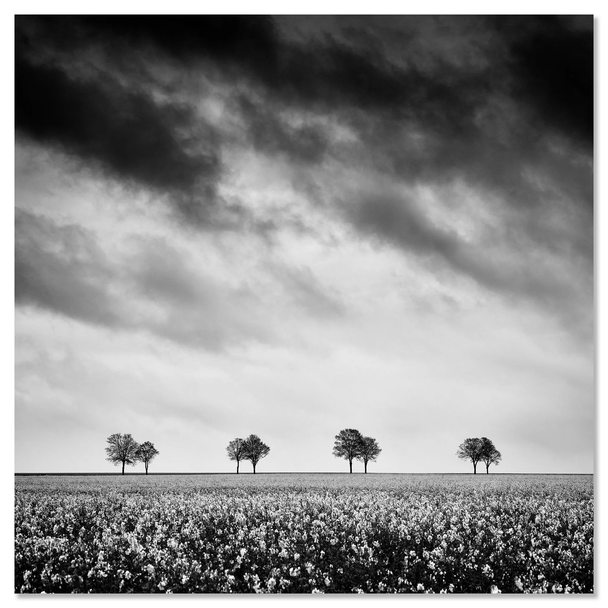 Minimalist black and white field scene with scattered trees beneath a moody sky – dibond frameless