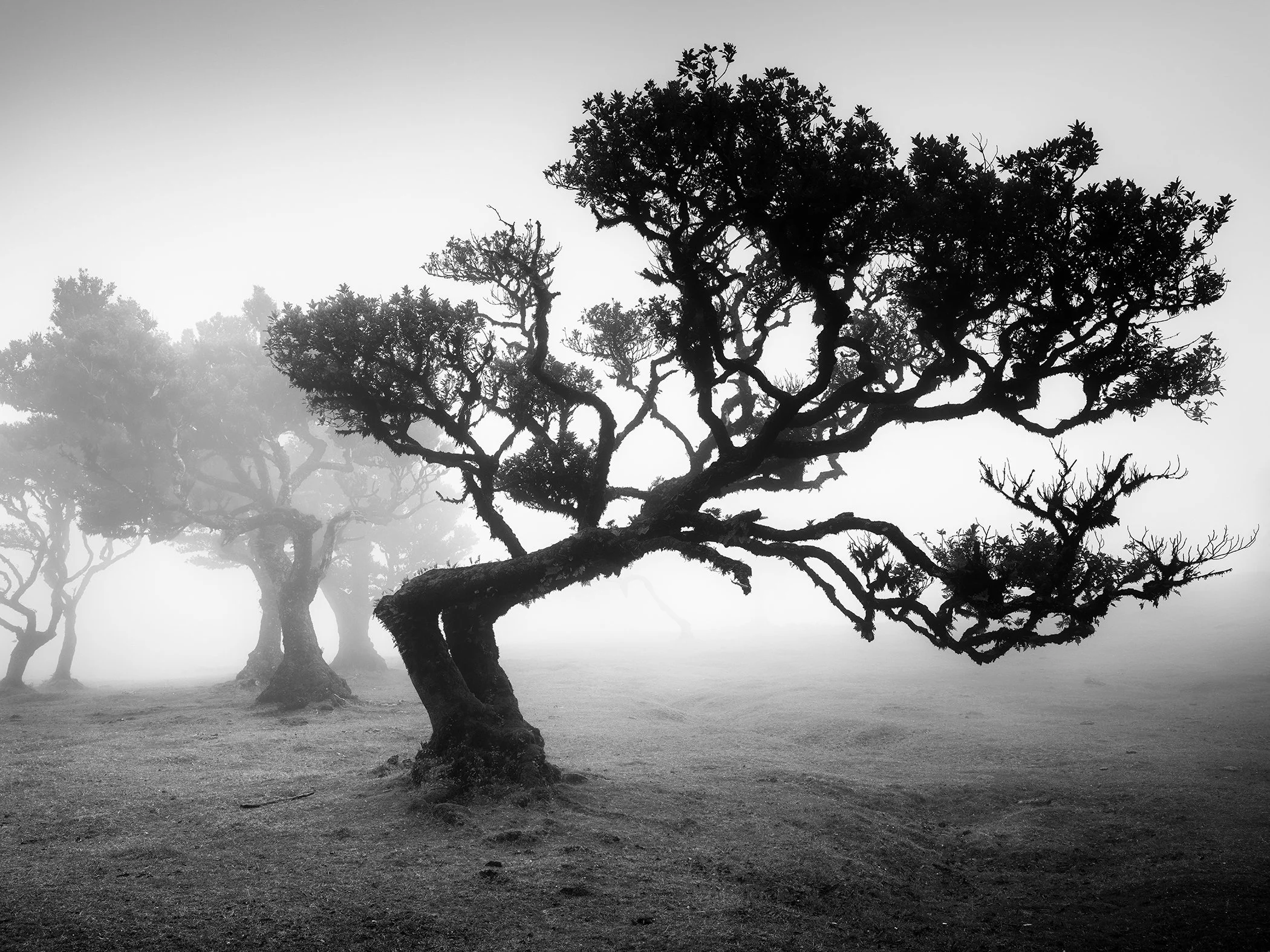 Ancient Laurisilva Forest Study 1, black-and-white fine art photograph of ancient laurel trees in dense mist in Fanal Forest, Madeira. Photo by Gerald Berghammer.
