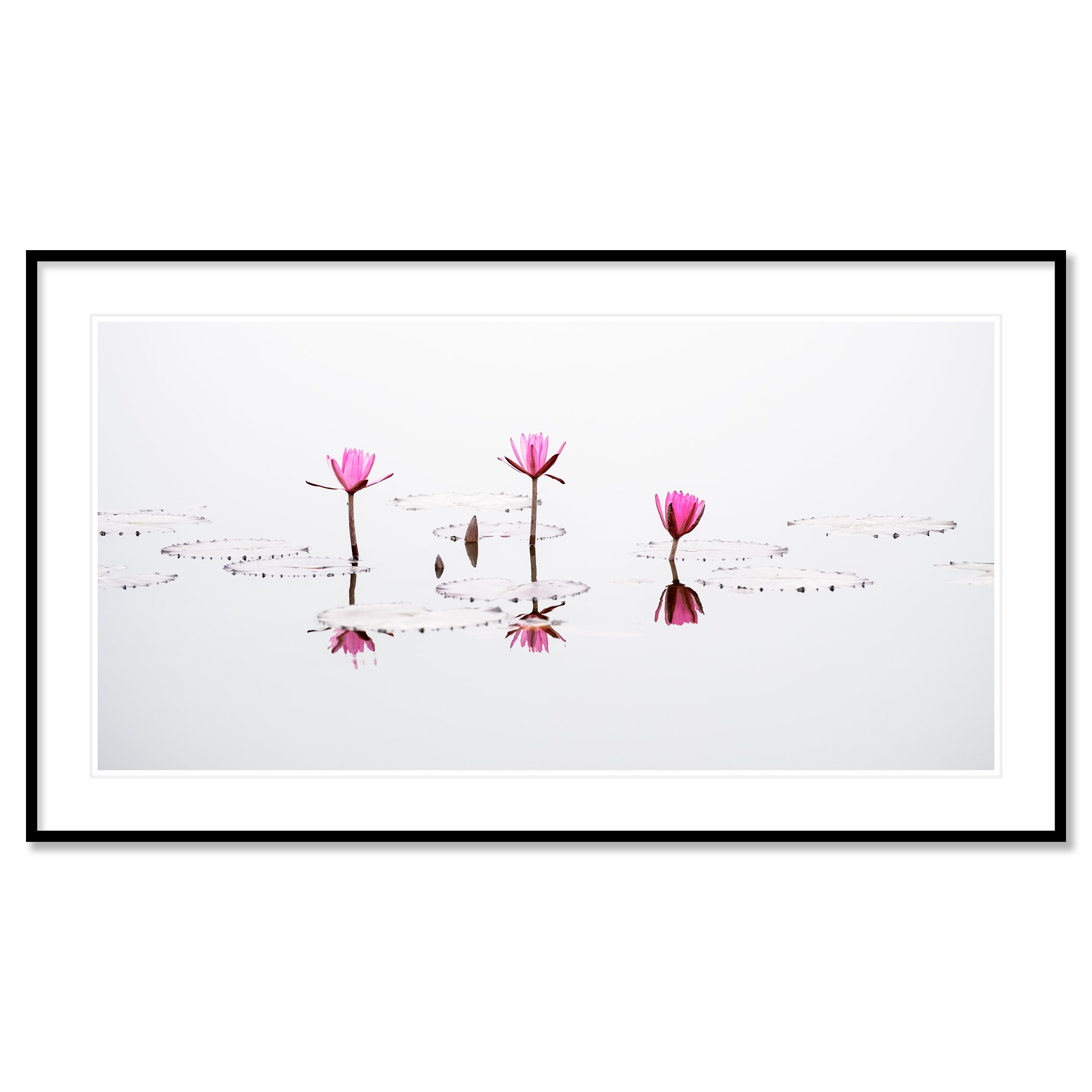 © 2025 Gerald Berghammer - Minimalist fine art photograph of pink water lilies reflected on calm water with clean white background. Classic framed black