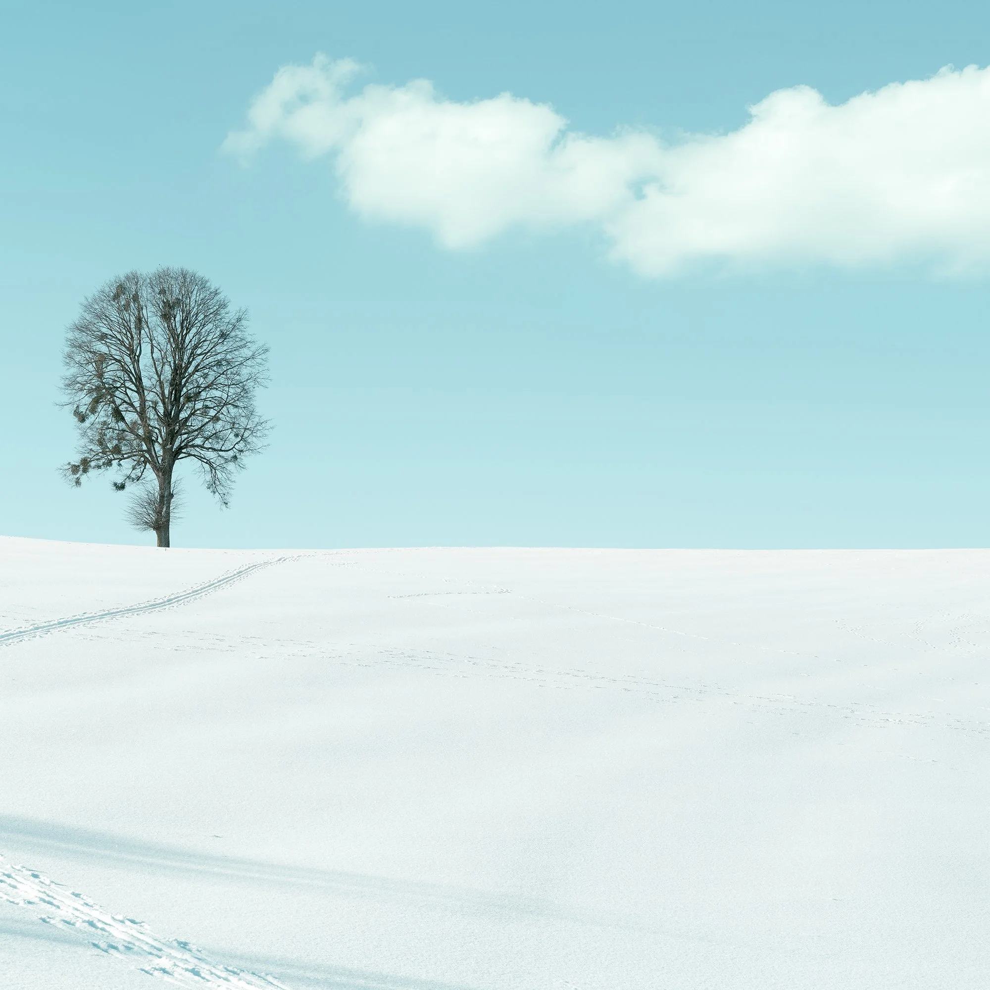 Detail of Winter Path to the Lone Tree – Austria, lone winter tree beneath a soft cloud and pale blue sky.