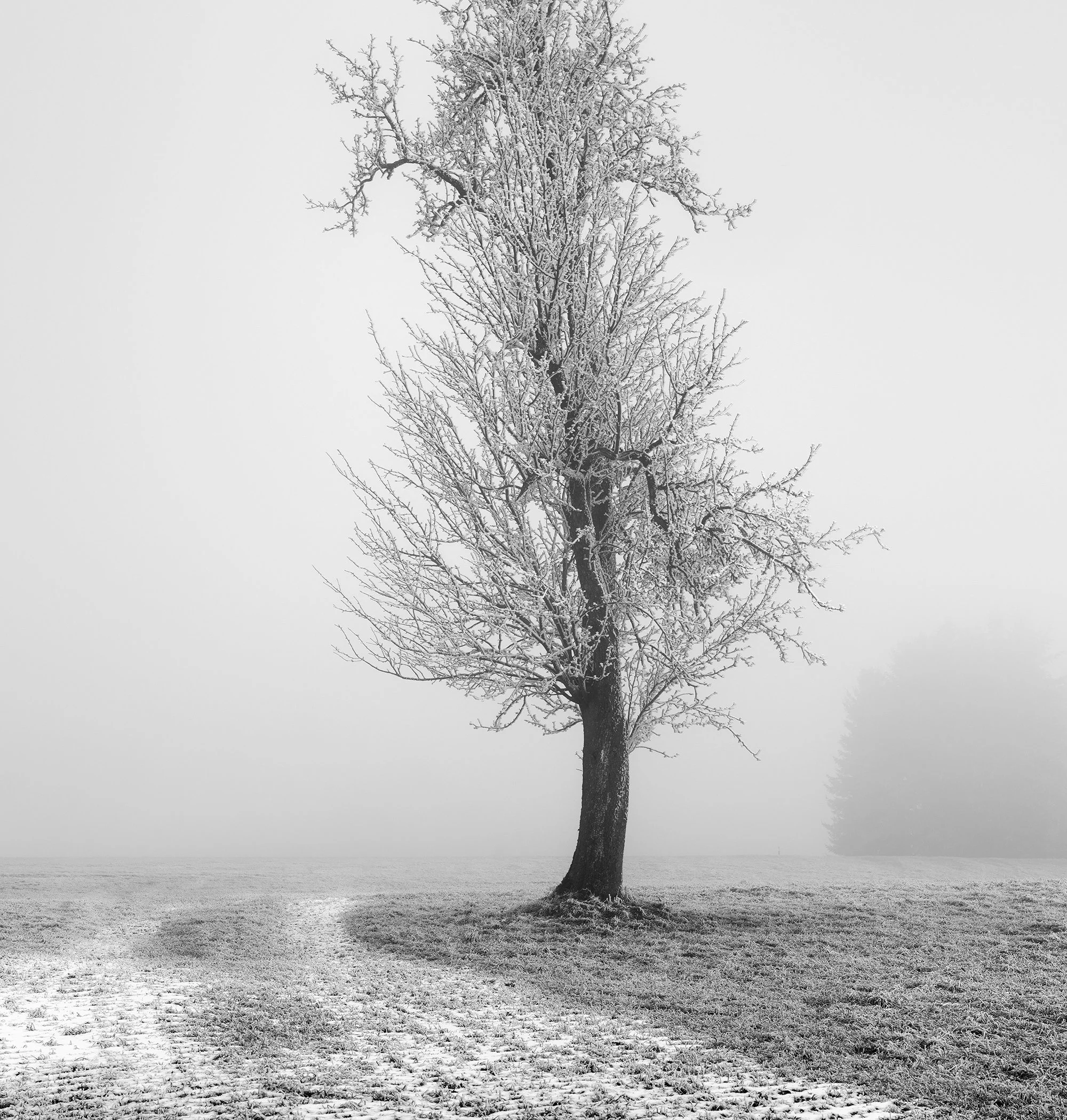 Detail view of the frost-covered branches of a solitary tree in an Austrian winter landscape, photographed in black and white by Gerald Berghammer.