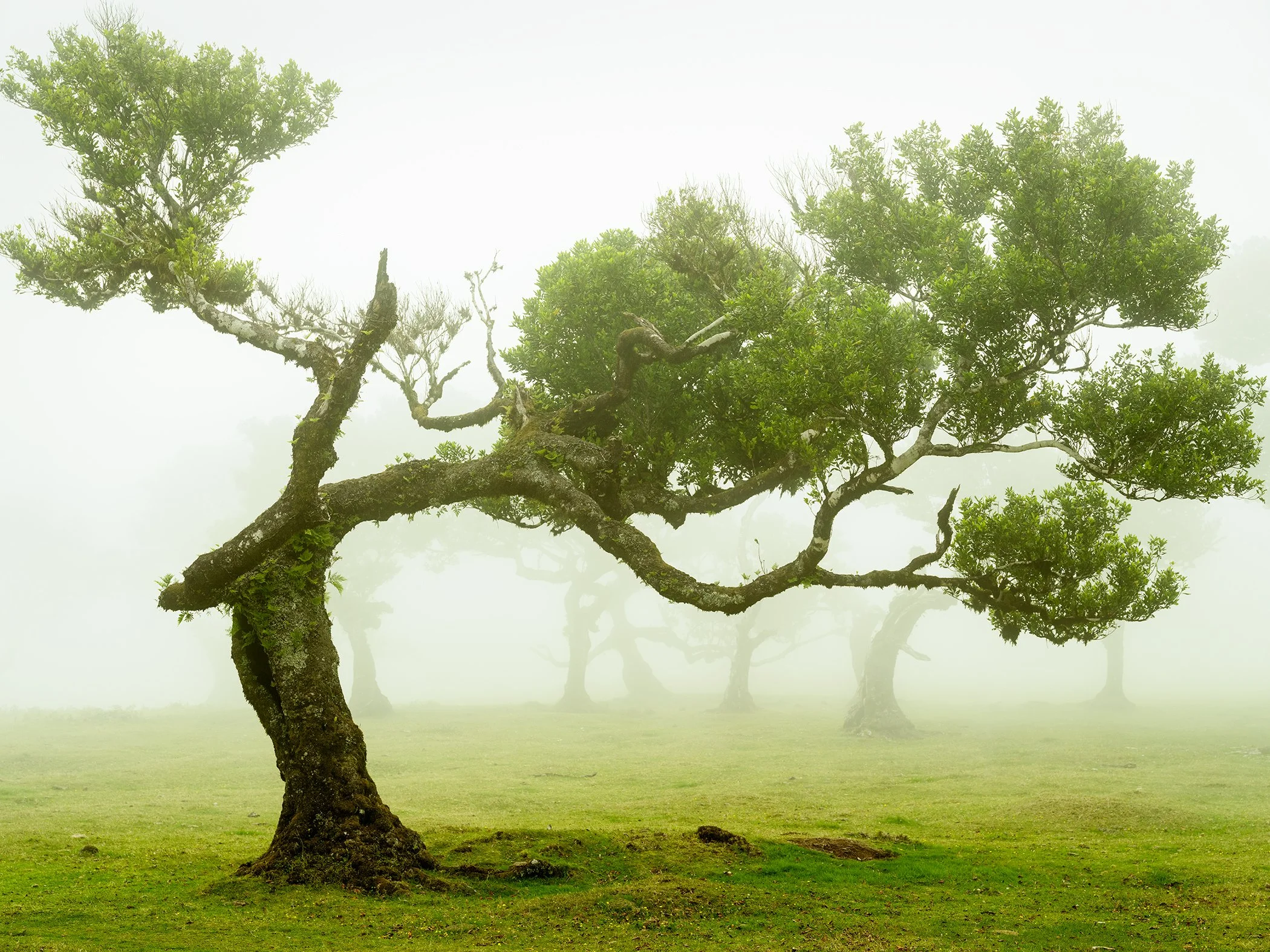© 2021 Gerald Berghammer - Wind-bent oak trees standing in a misty meadow with soft fog and green grass.