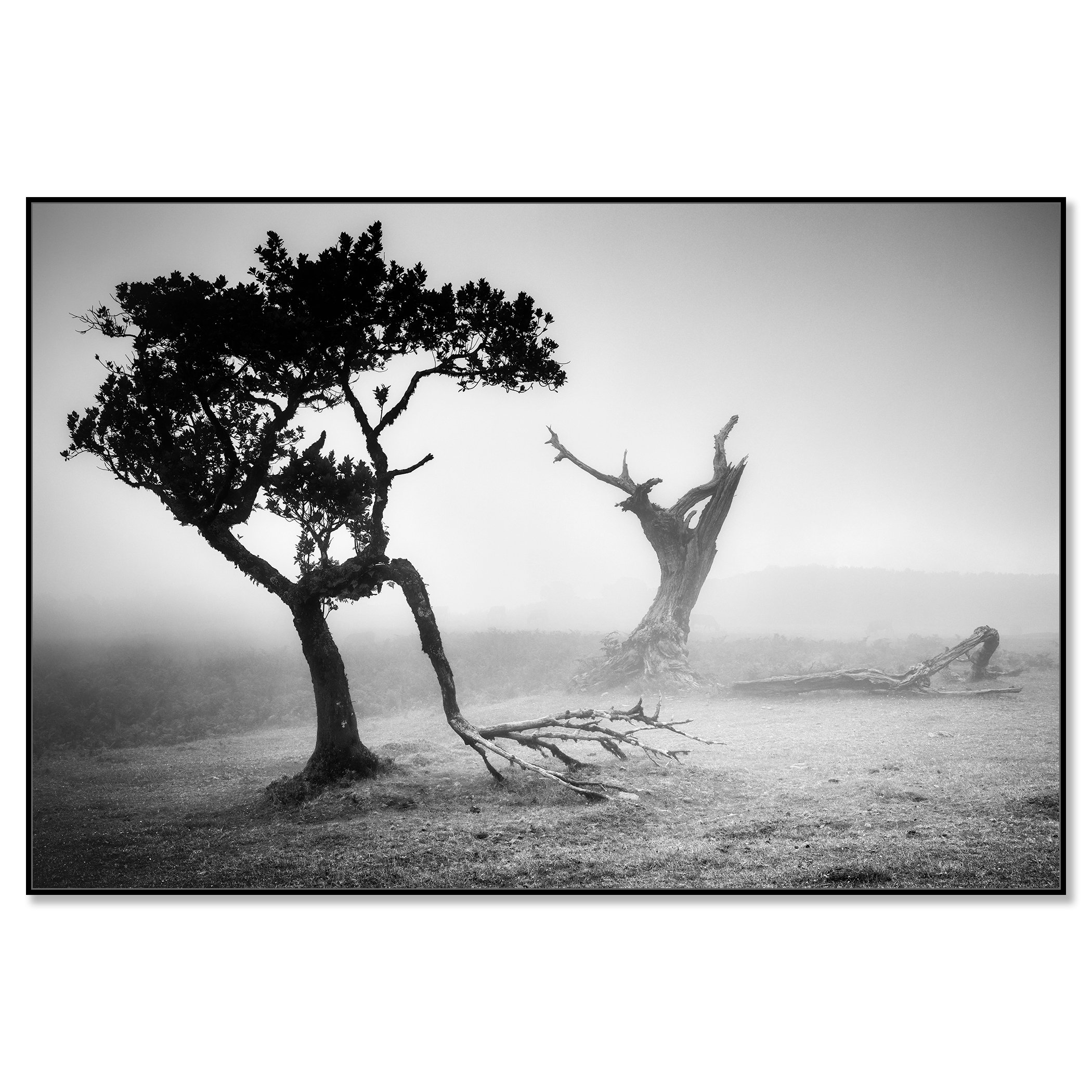 Ancient laurisilva forest with a solitary tree in soft morning mist at Fanal, Madeira, Portugal – framed ArtBox black