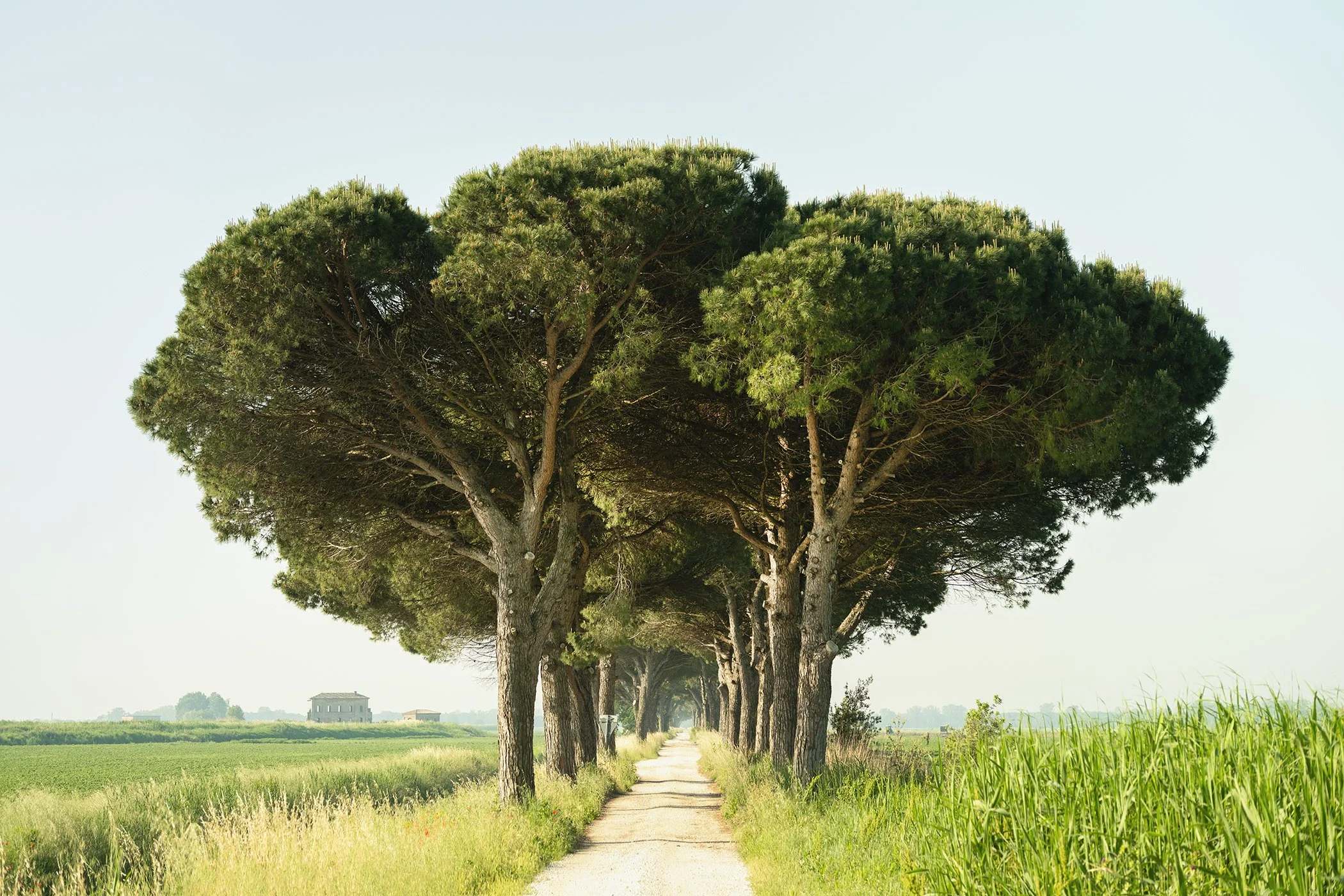 Italian Stone Pine by Gerald Berghammer, colour photograph of a country avenue framed by mature umbrella pines in Emilia-Romagna, Italy.