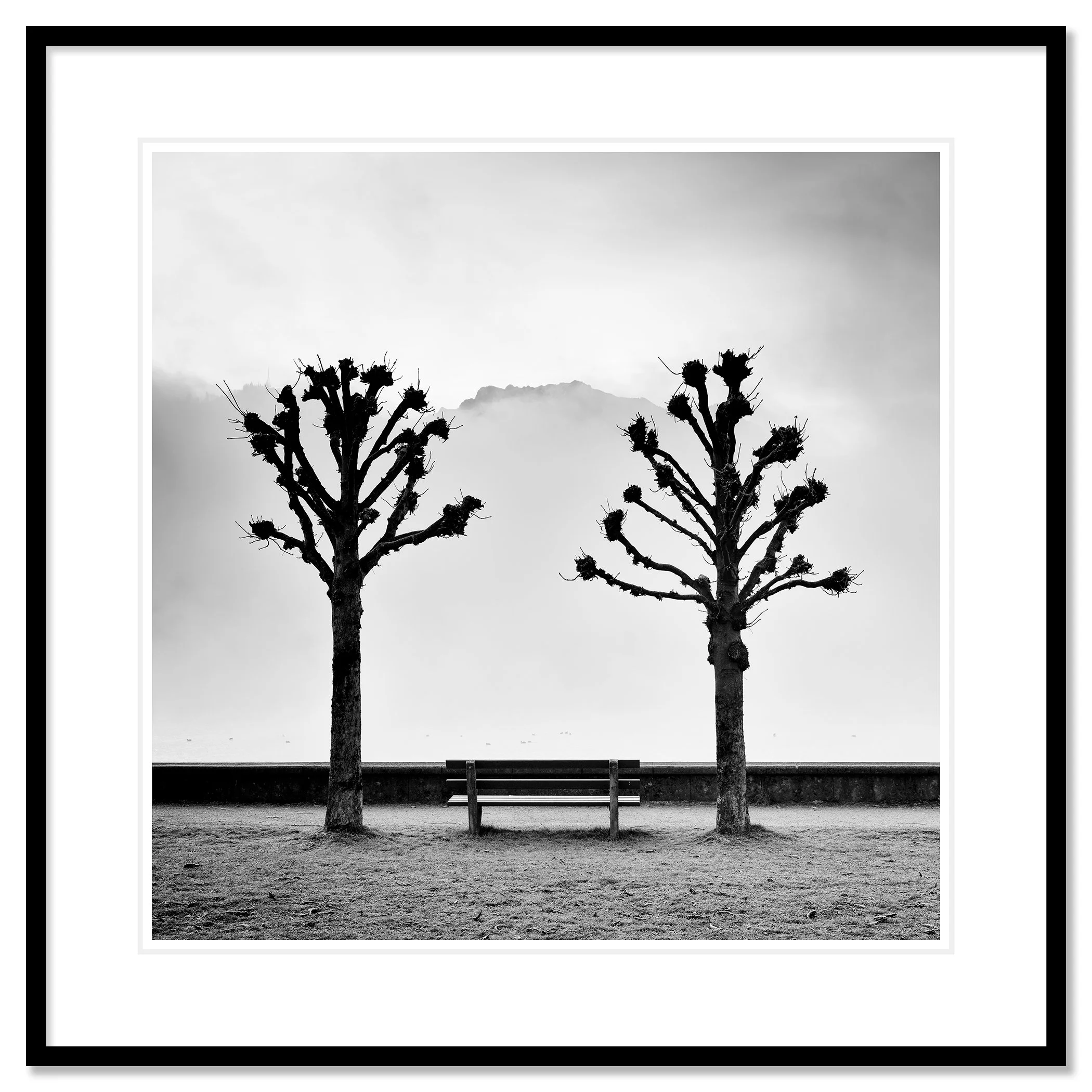 Chestnut Trees Along the Promenade by Gerald Berghammer, black-and-white fine art print in a black aluminium frame with white mount.