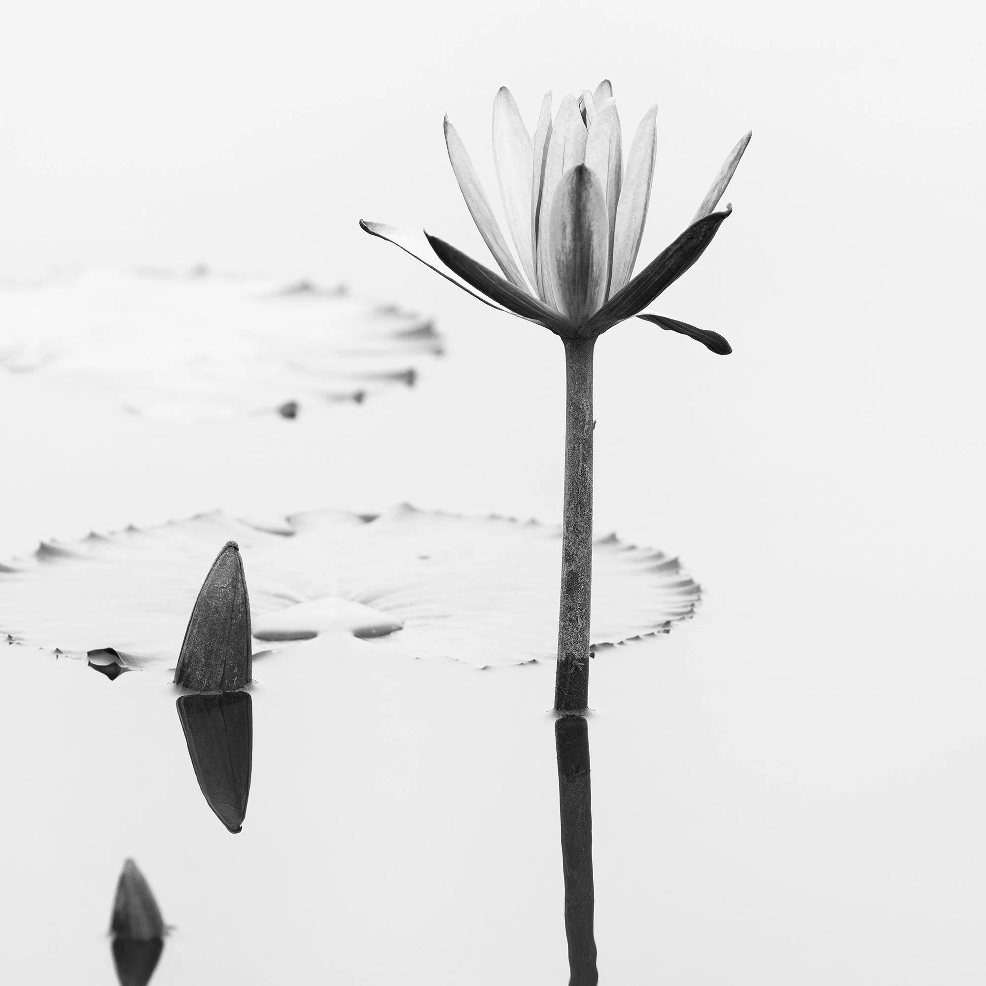 © 2025 Gerald Berghammer - Black and white minimalist waterside photography. Water lilies and lily pads on a calm pond with reflections of the flowers in the water. Print detail 3