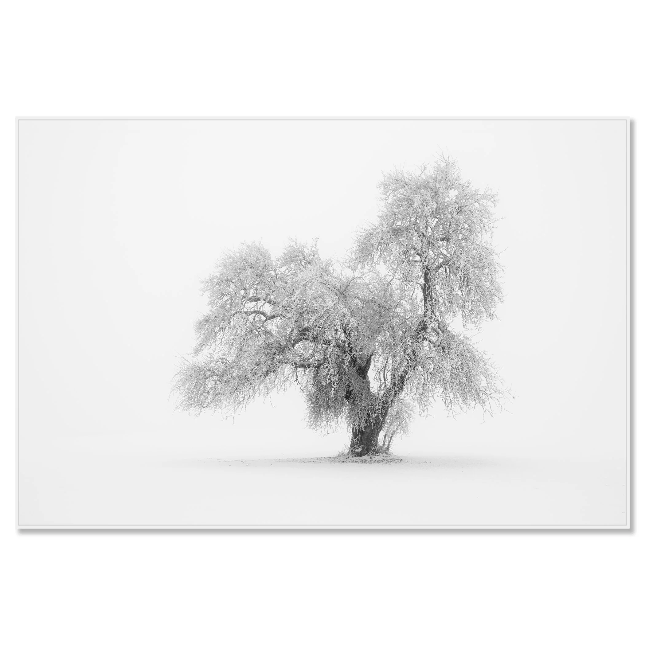 Minimalist Winter Tree Study 1 by Gerald Berghammer mounted on aluminium Dibond in a white ArtBox frame.