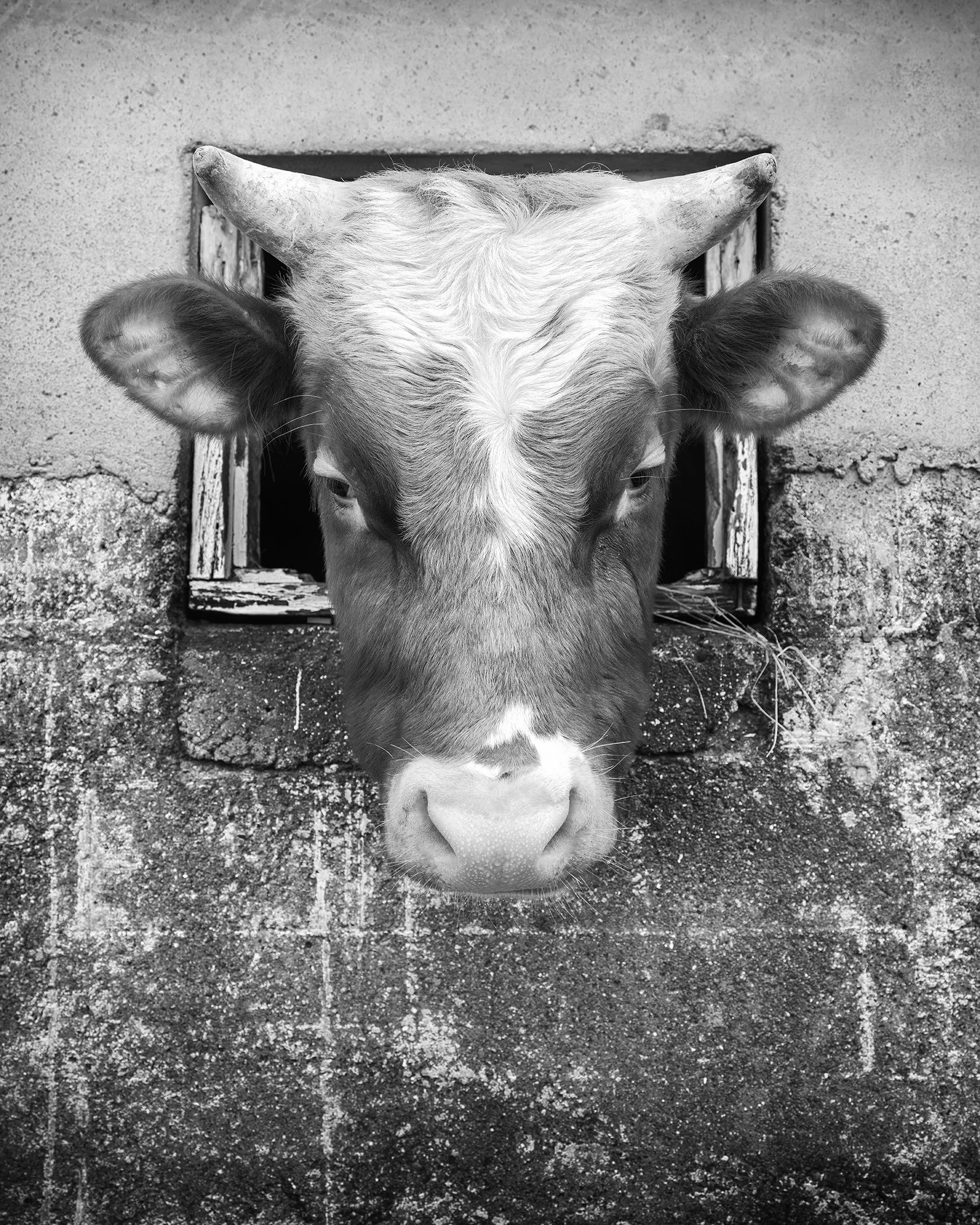 Black-and-white fine art photograph of a horned cow looking through a small stable window by Gerald Berghammer.