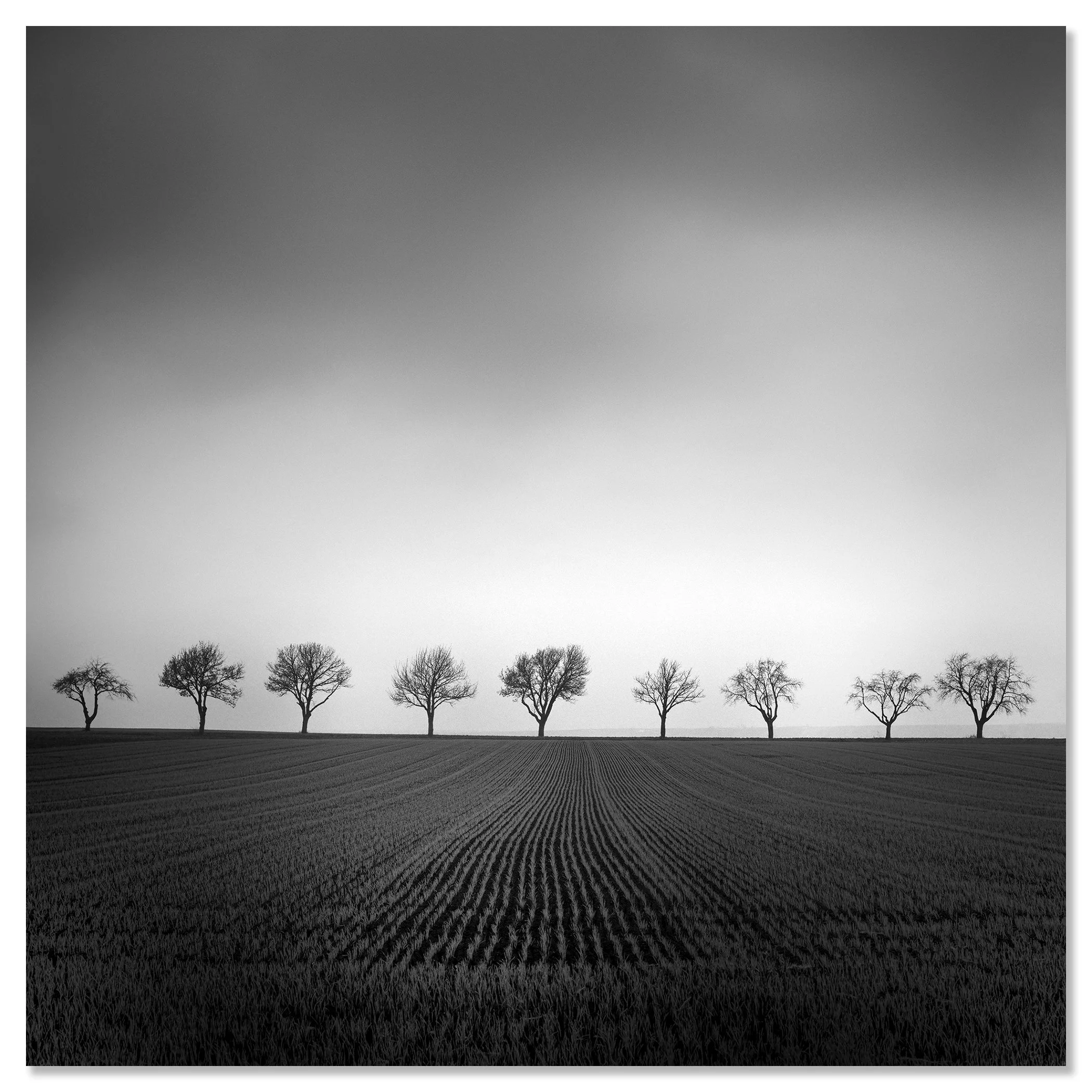 Nine Cherry Trees Study 2 – black-and-white photograph mounted frameless on aluminium Dibond by Gerald Berghammer.