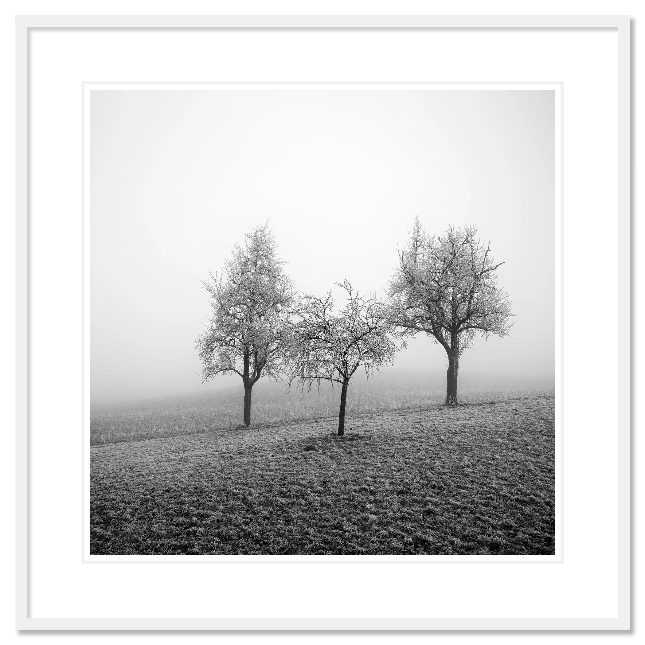Three frost-covered fruit trees in a misty winter landscape in Austria, presented in a white aluminium frame with a white mount by Gerald Berghammer.