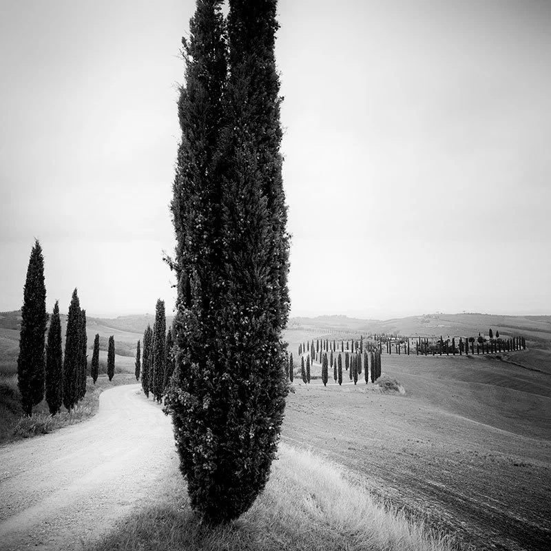 Gerald Berghammer - Cypress Trees Study 2, Tuscany, Italy