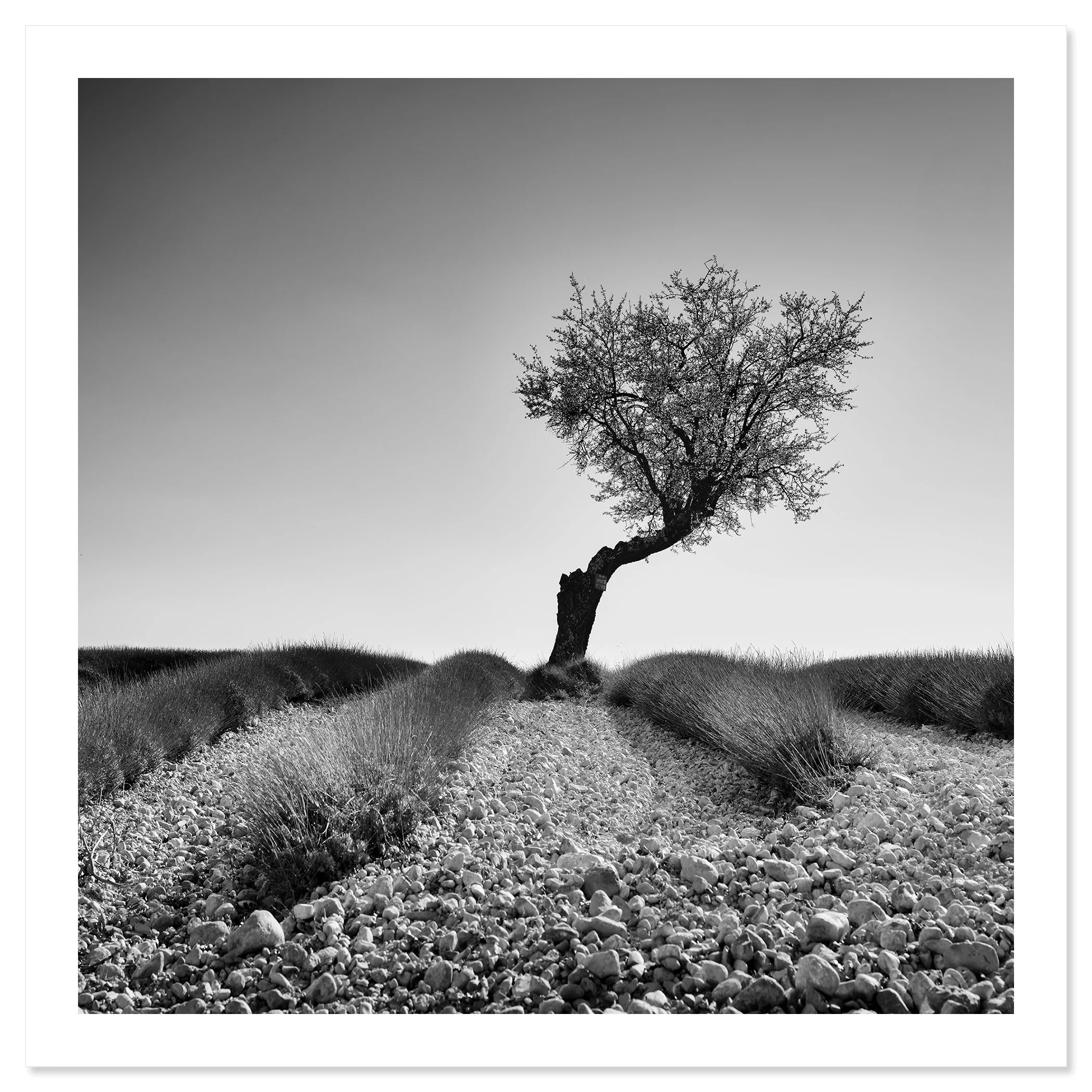 Tree in a Stony Lavender Field Study 1, archival pigment print with a white border by Gerald Berghammer.