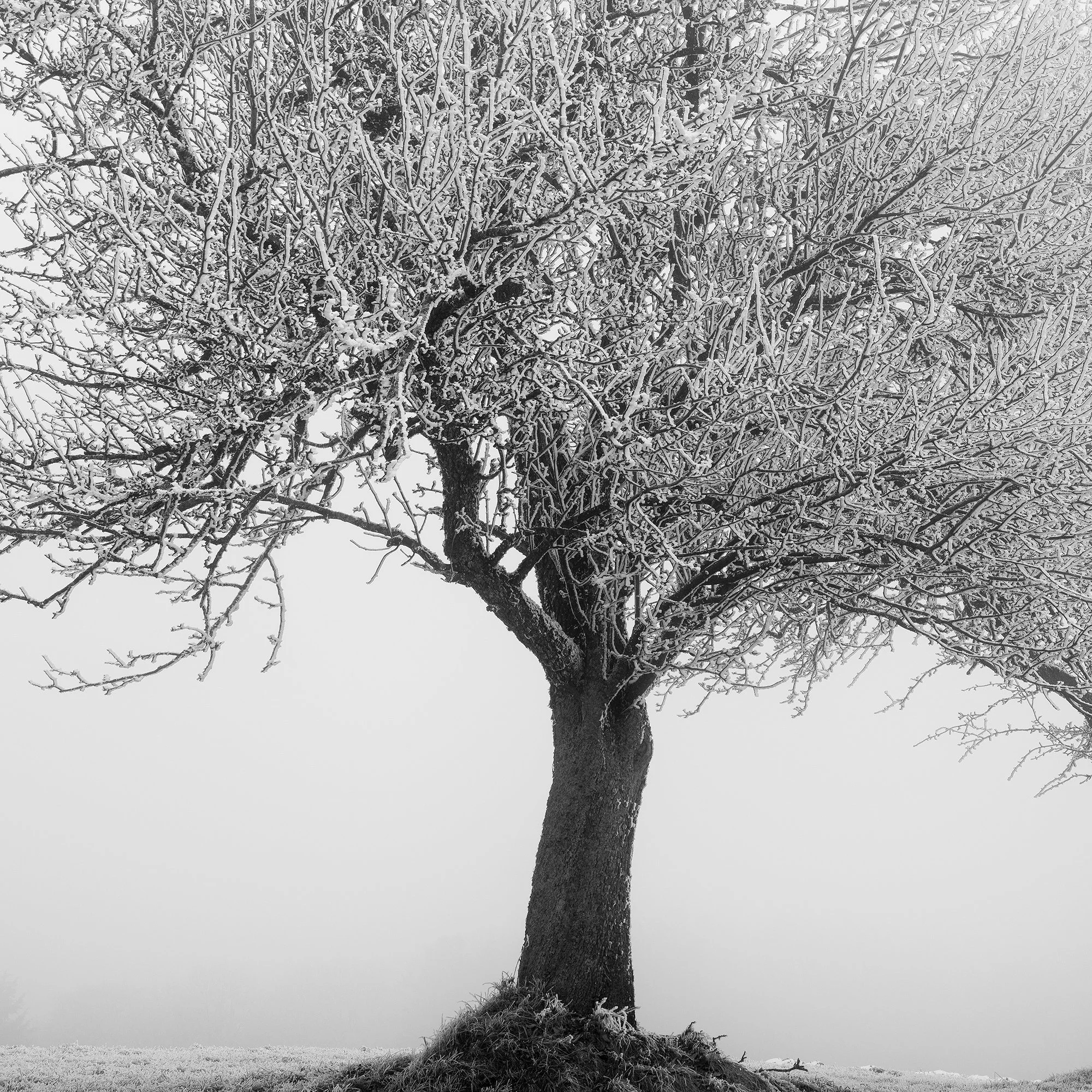 Detailed view of the frozen trees in Frozen Landscape Study 1 by Gerald Berghammer.