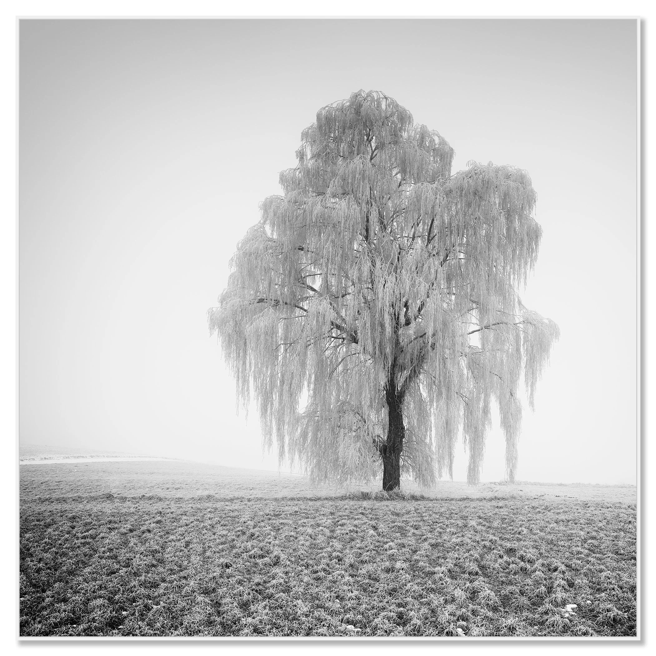 Frozen Willow Tree Study 1 mounted on aluminium Dibond in a white ArtBox frame by Gerald Berghammer.