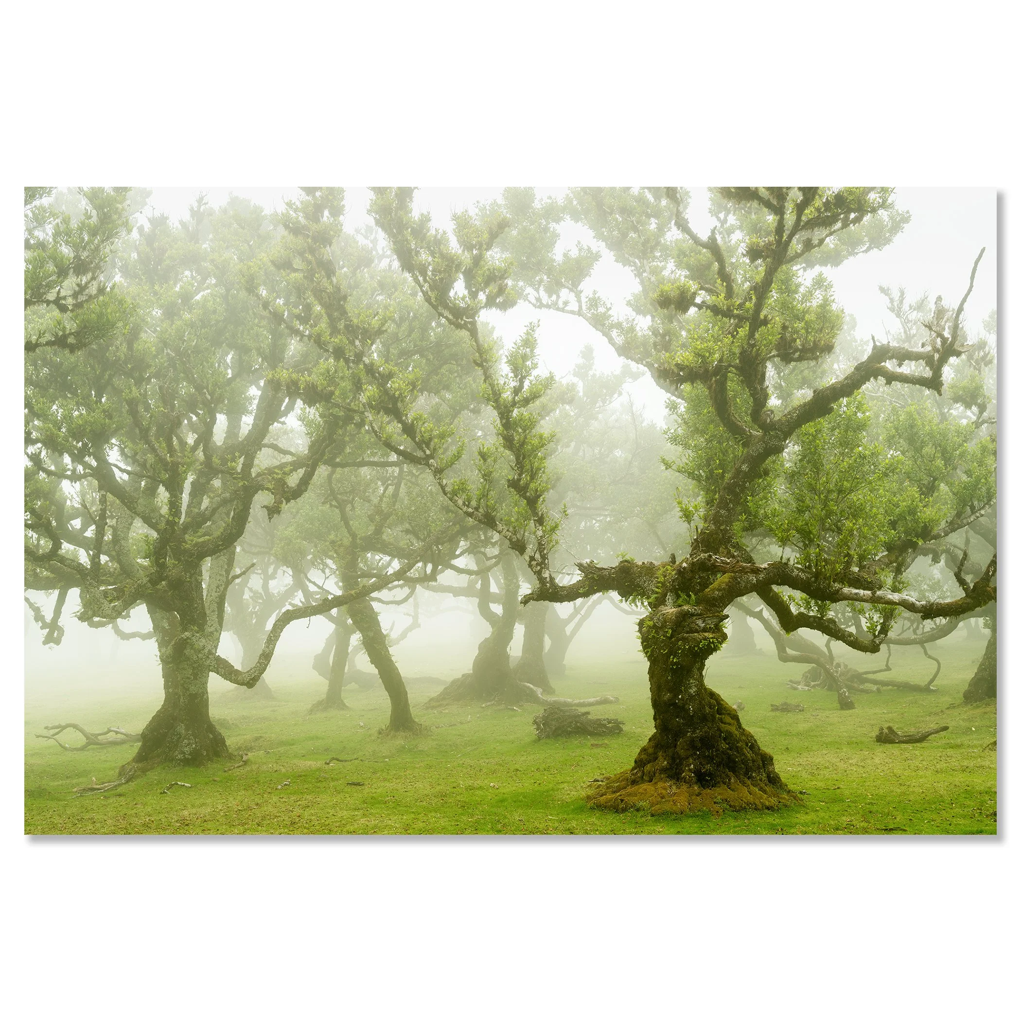 Foggy laurel forest with ancient, twisted trees, vibrant green leaves and moss-covered trunks in Madeira – dibond frameless